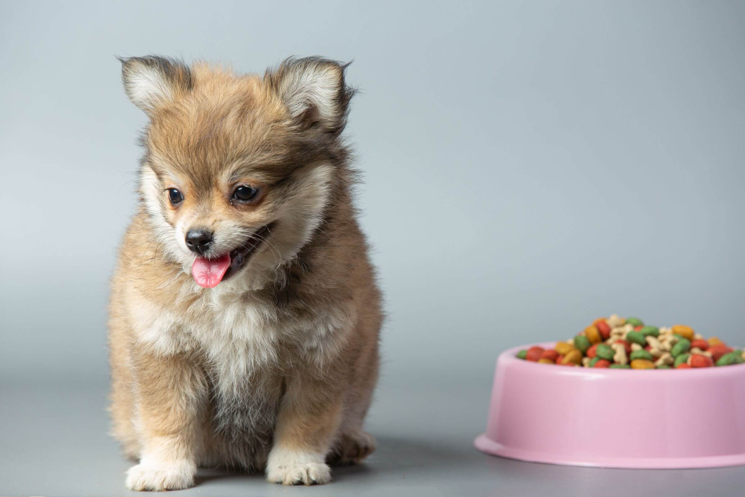 Quantas vezes por dia devo alimentar um filhote? clínica veterinária 24h