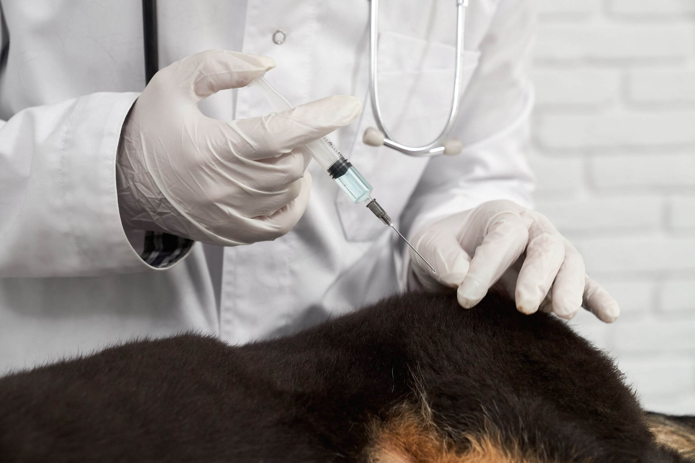 Vacina antirrábica: quando aplicar? clínica veterinária 24h