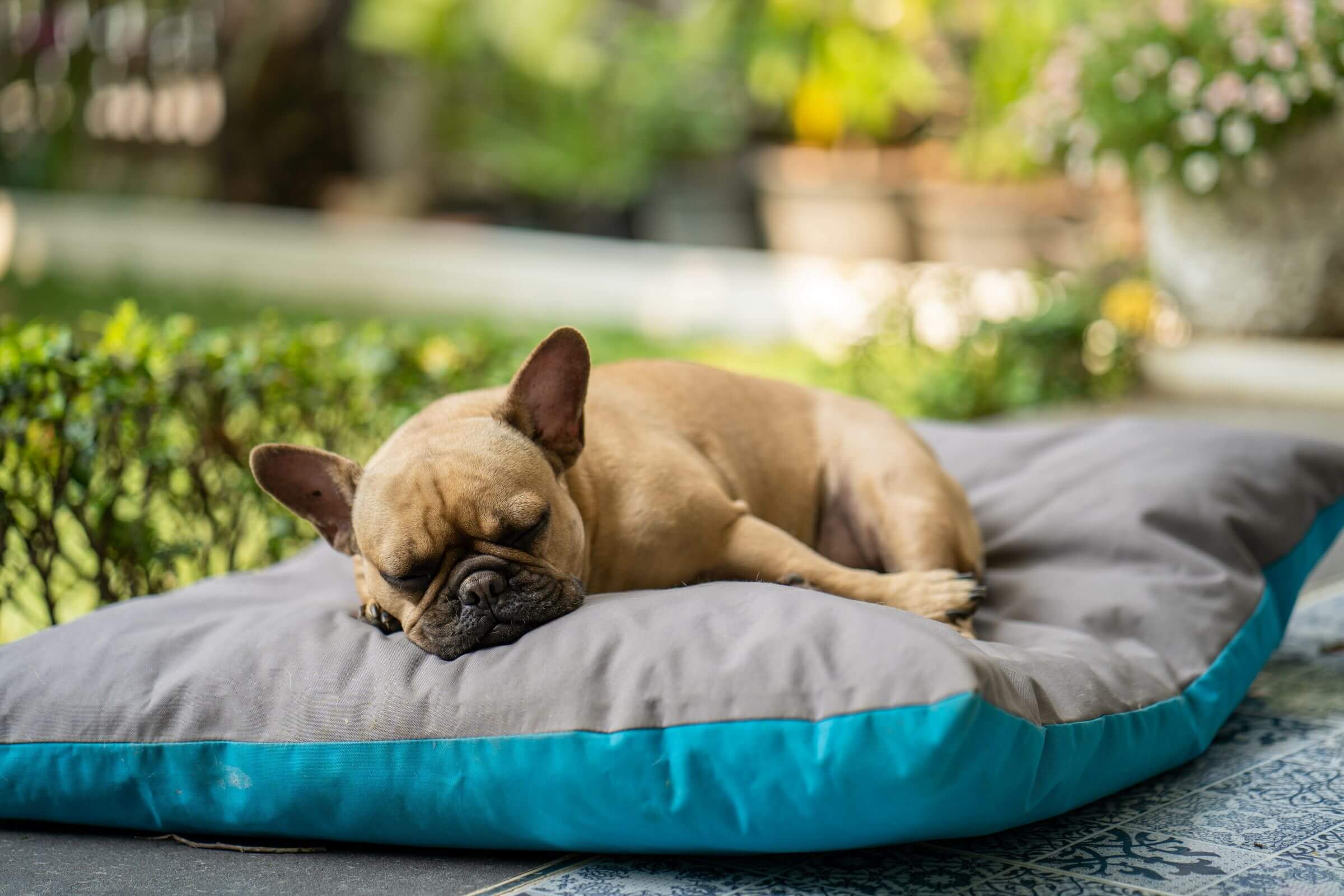 Posso deixar meu pet dormir na área externa? clínica veterinária 24h