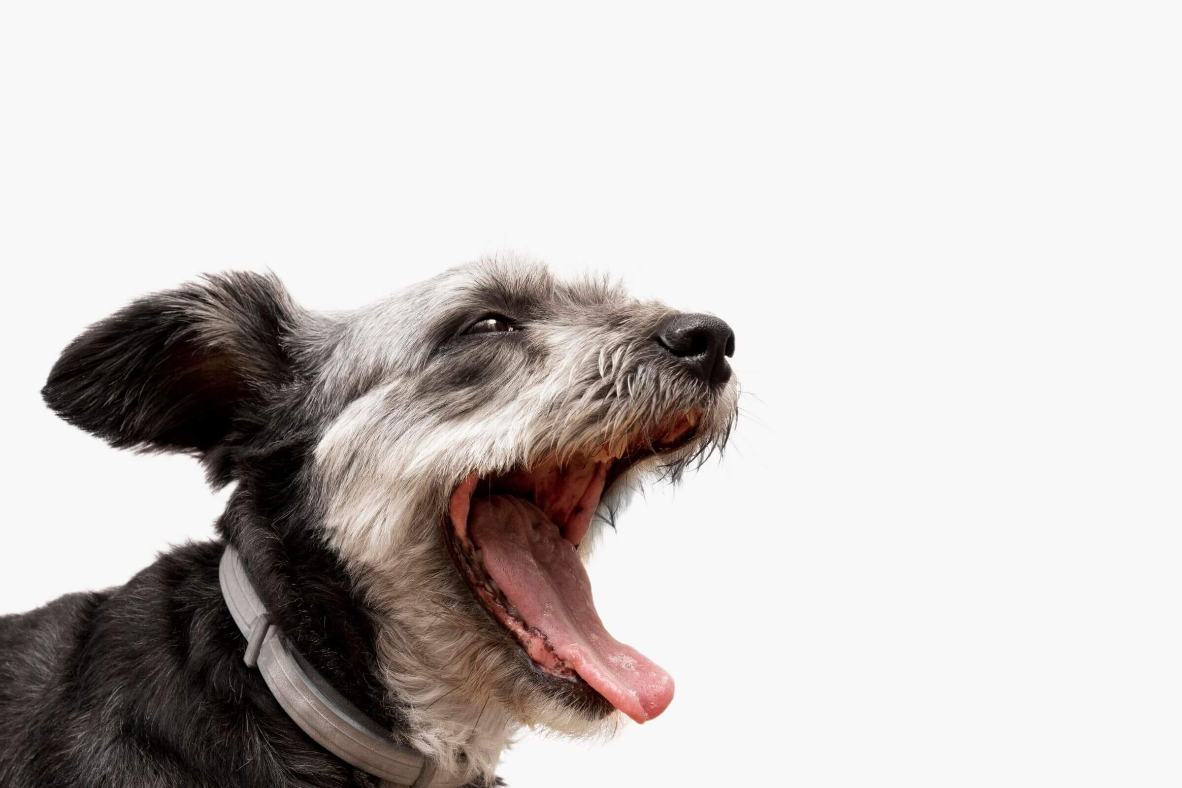 Meu pet tem bafo forte: o que pode ser? clínica veterinária 24h