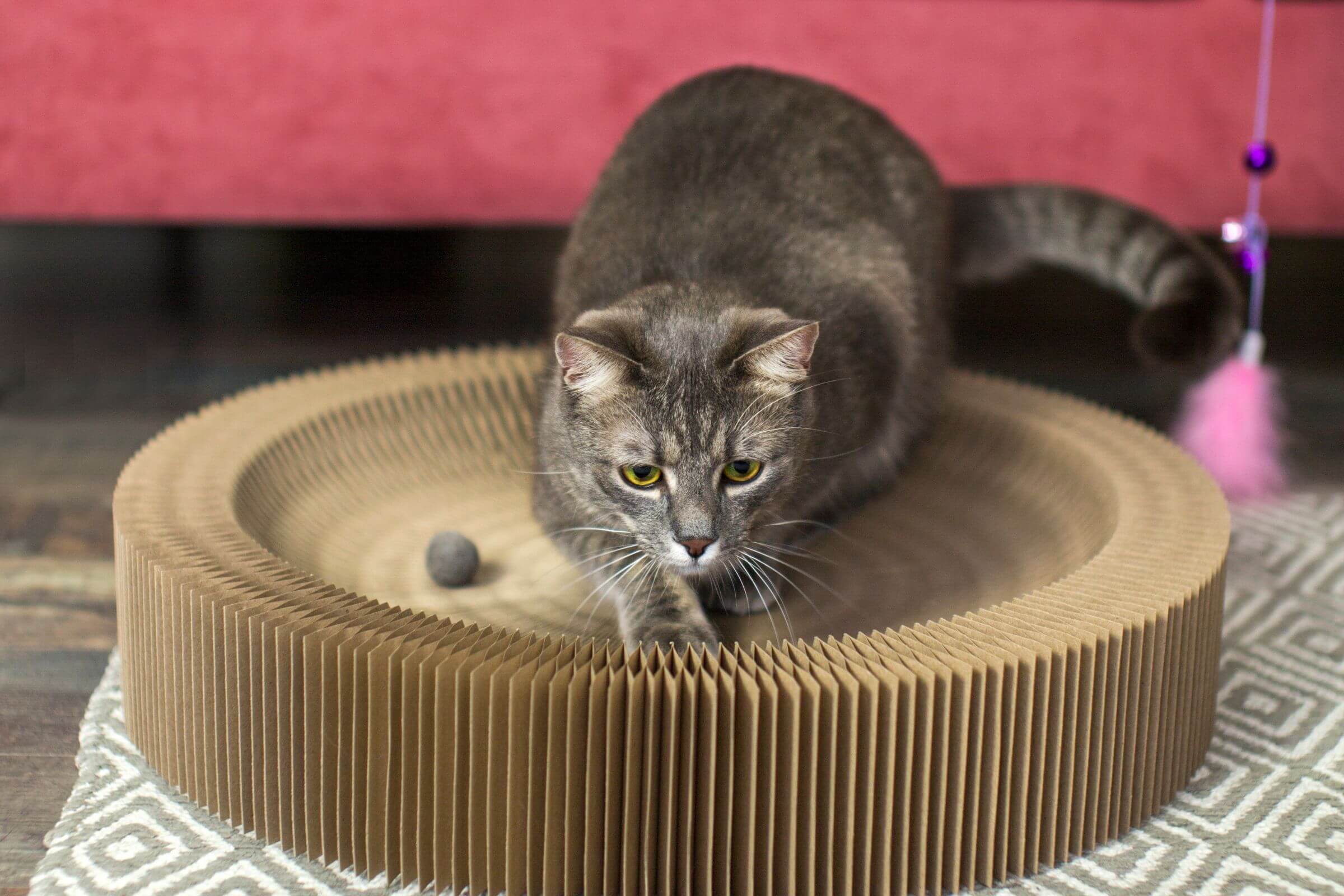 Por que meu gato vomita bolas de pelo com frequência? clínica veterinária 24h