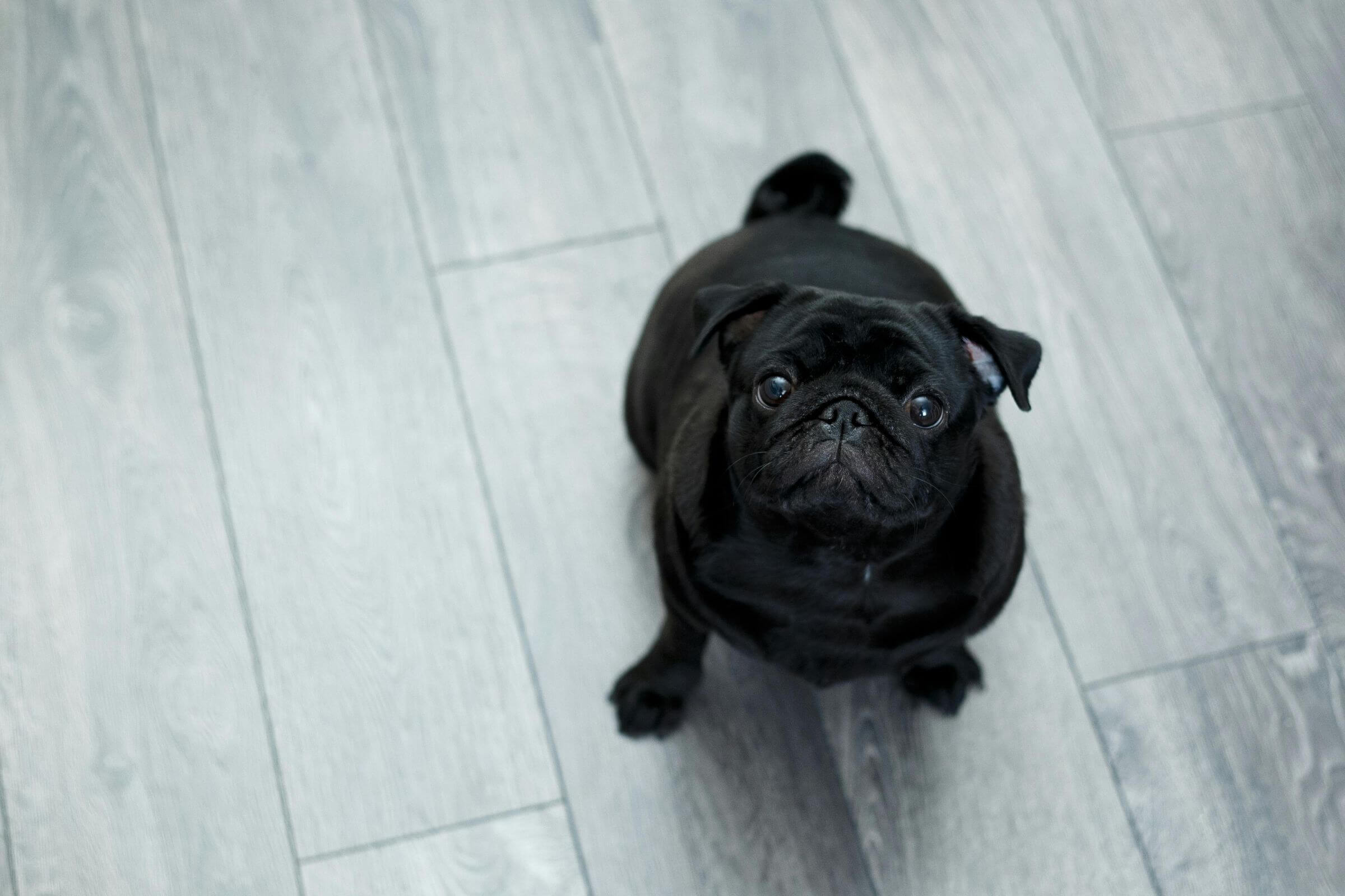 Animais braquicefálicos têm mais risco cardíaco? clínica veterinária 24h
