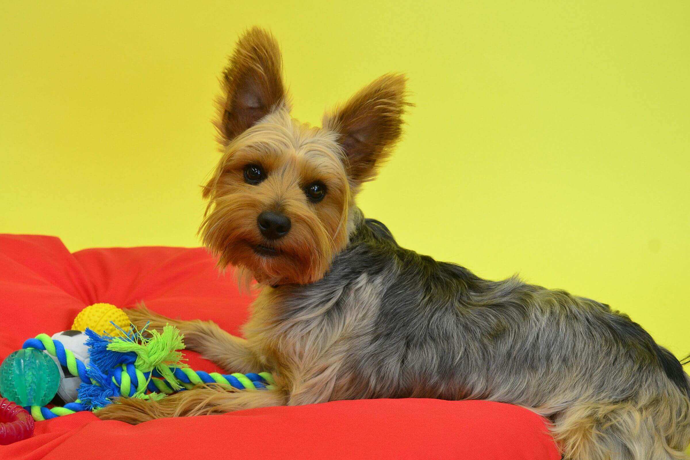 Como escolher brinquedos seguros para filhotes? clínica veterinária 24h