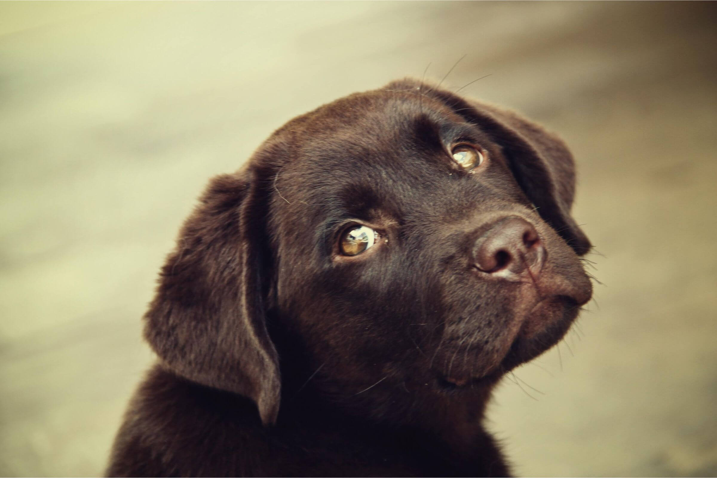 Por que meu cachorro está com a cabeça torta? clínica veterinária 24h