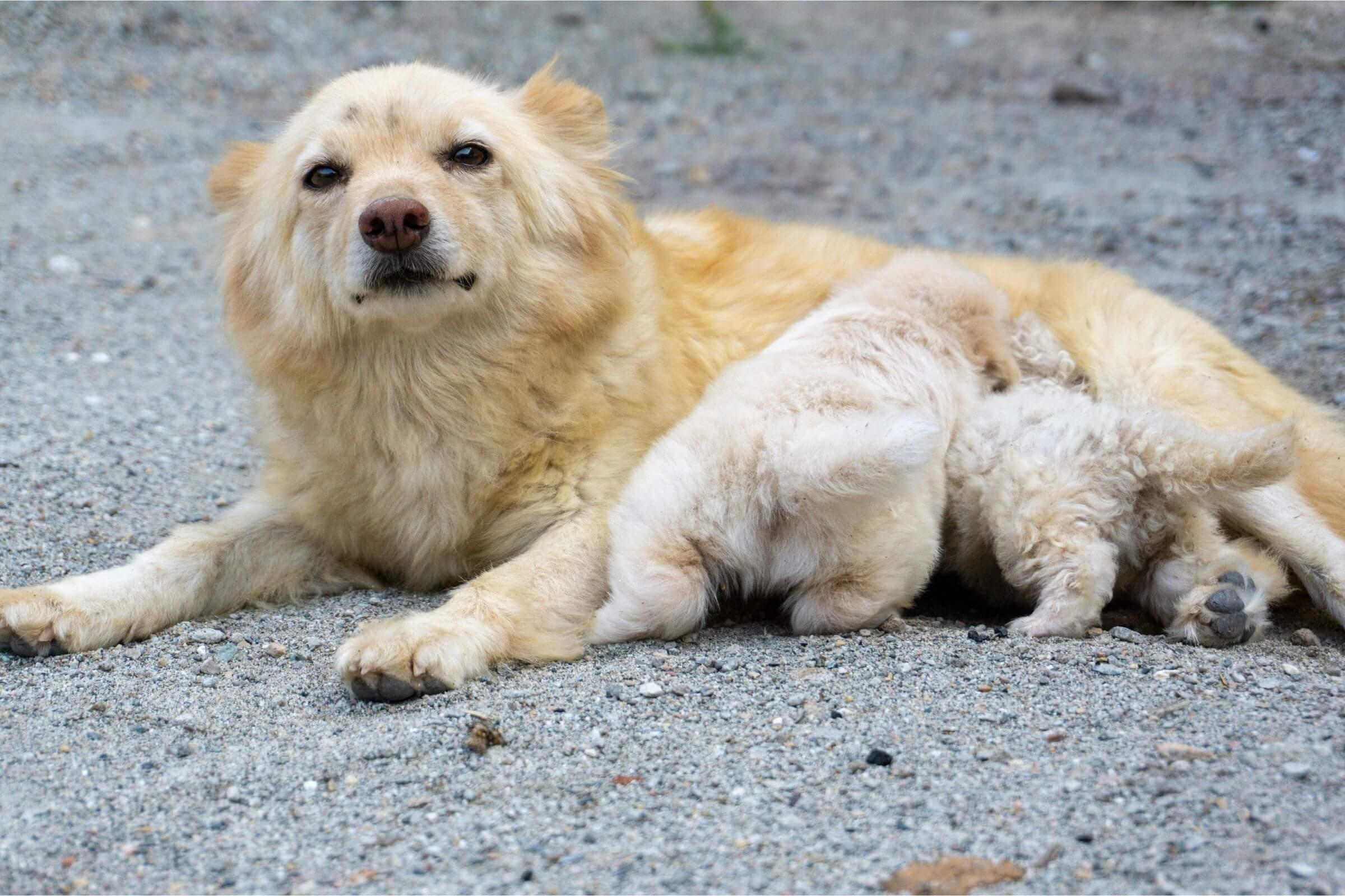 Cachorra grávida: Quanto tempo dura? clínica veterinária 24h