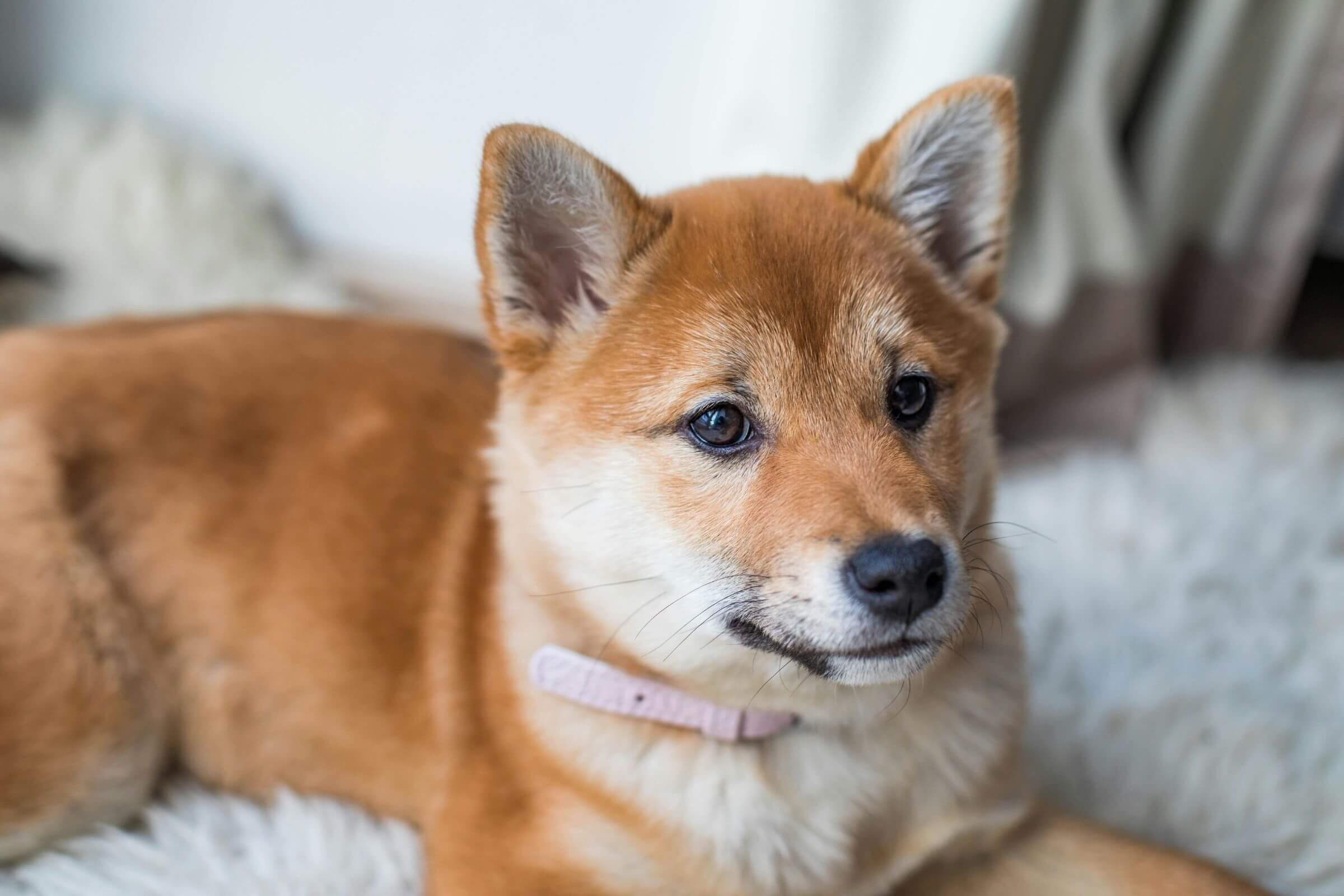 Cachorro de apartamento precisa vacinar? clínica veterinária 24h