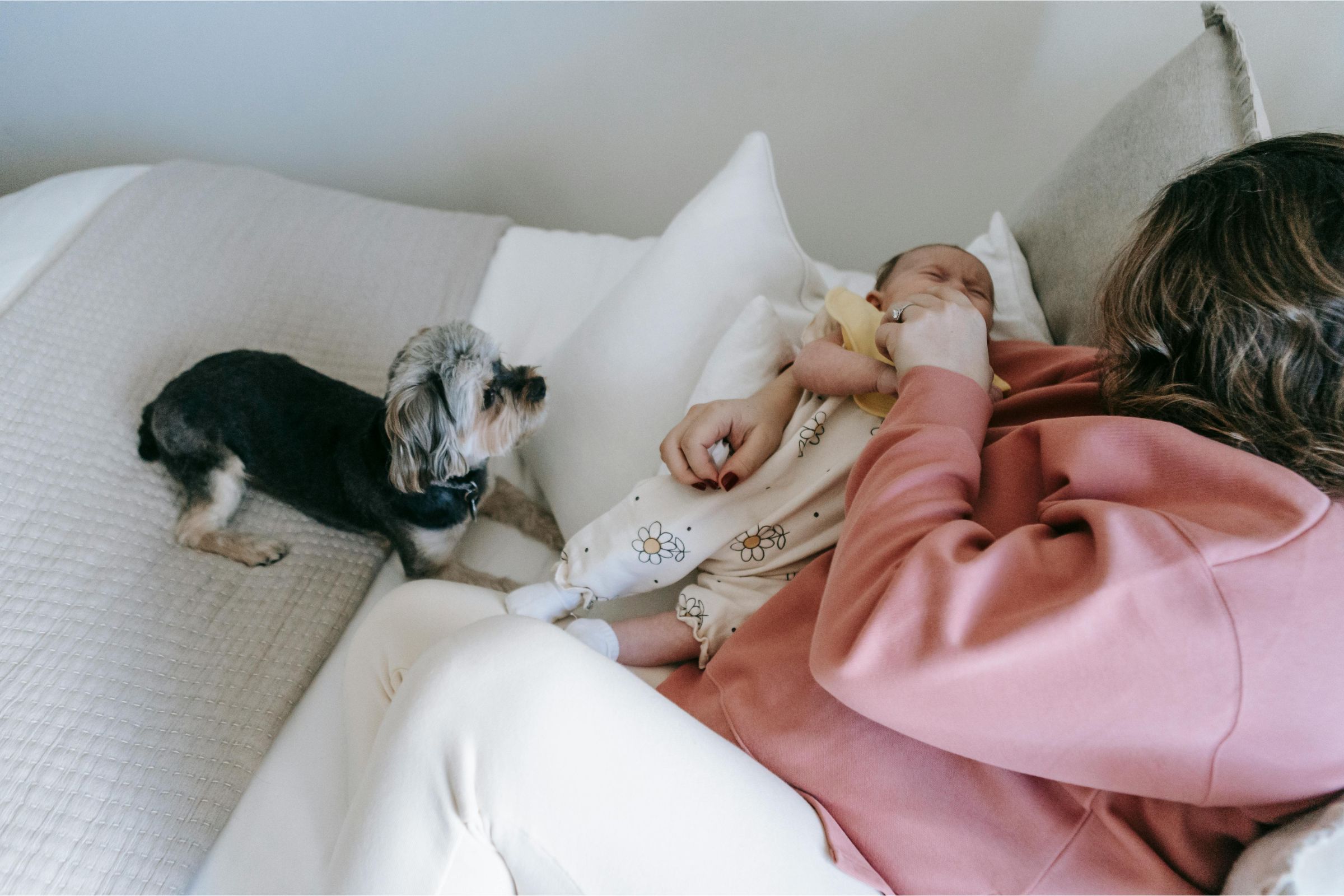 Cachorro sente ciúmes de bebê? clínica veterinária 24h