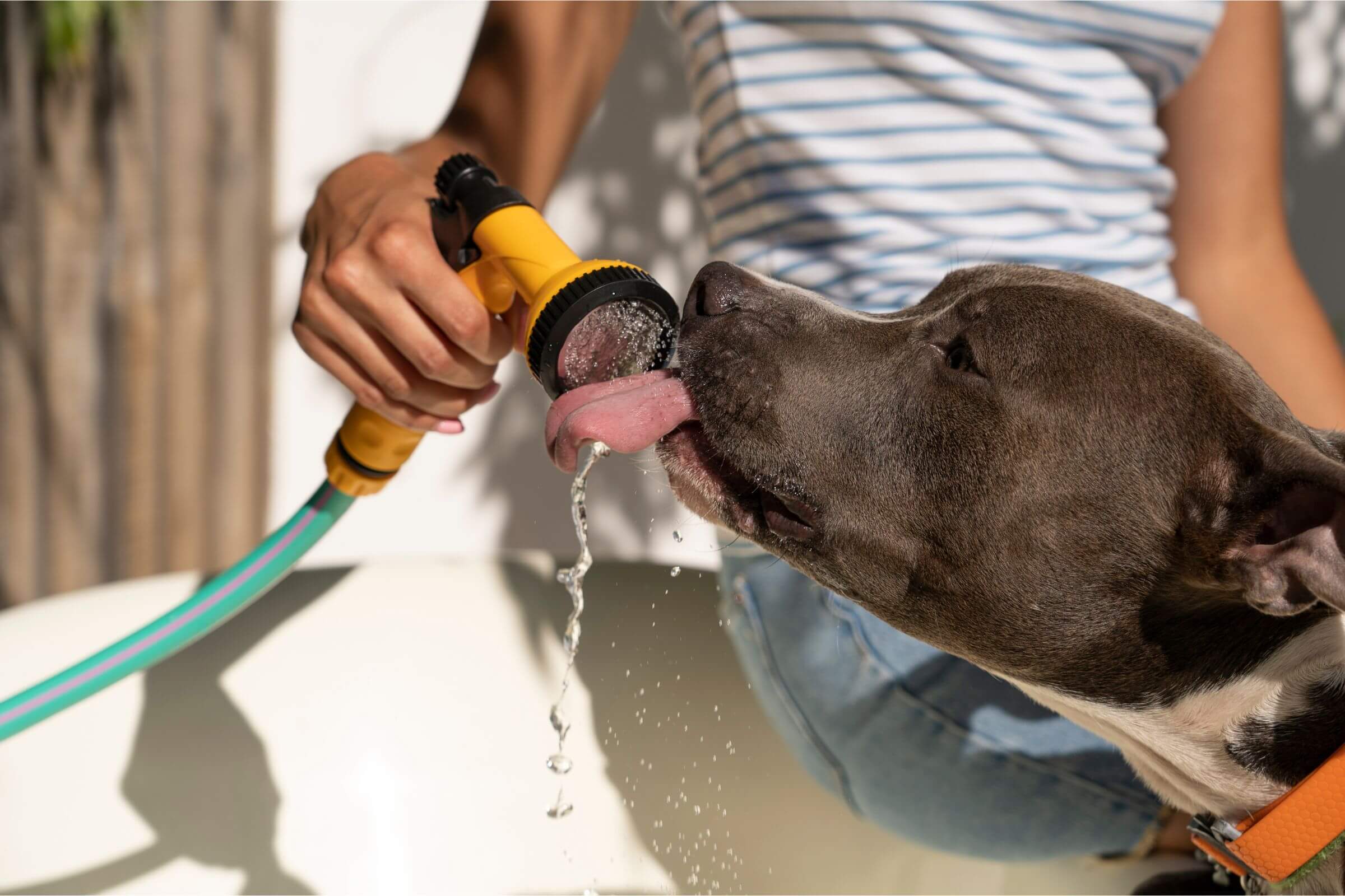 Meu cachorro está bebendo muita água: pode ser problema no rim? clínica veterinária 24h
