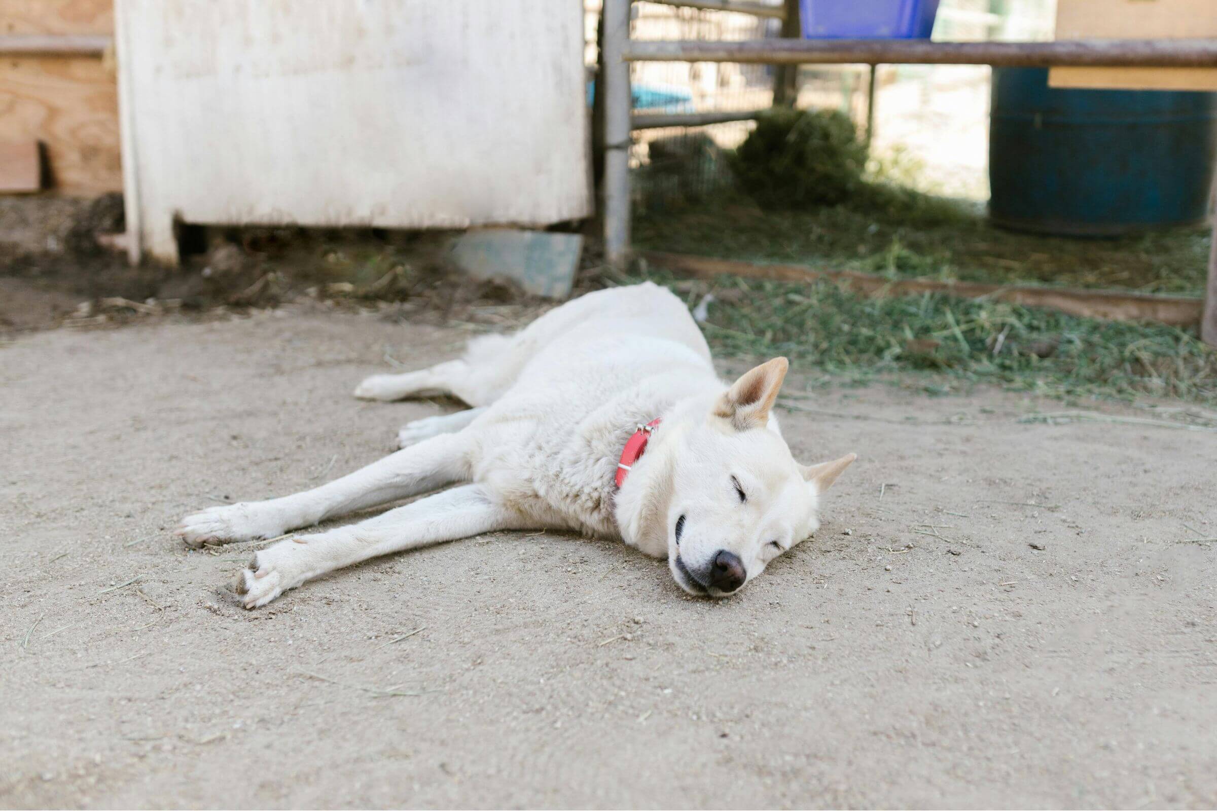 convulsao em cachorro