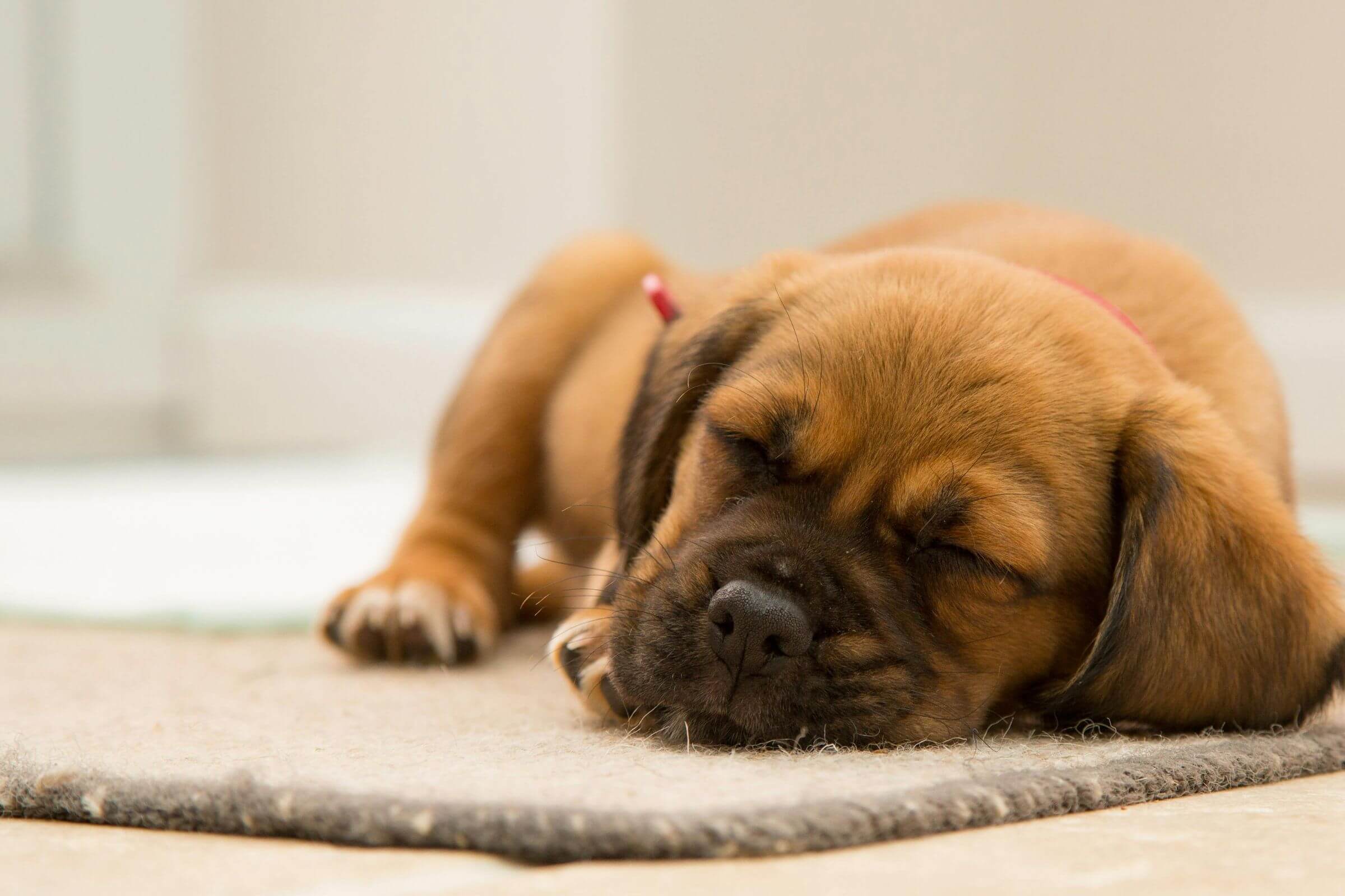 Meu cachorro dorme muito: o que pode ser? clínica veterinária 24h