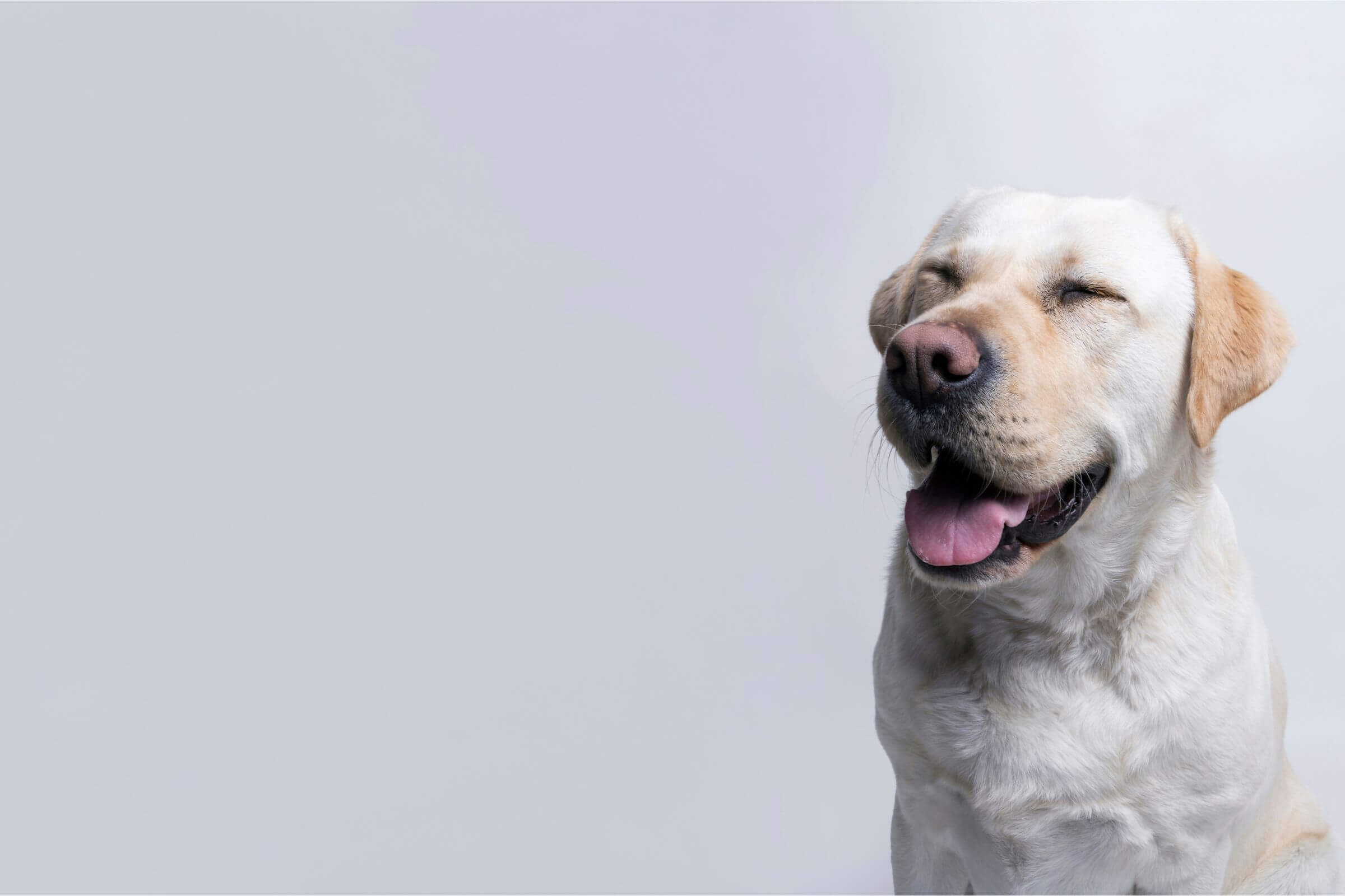 Meu cachorro está piscando demais: é sinal de dor? clínica veterinária 24h