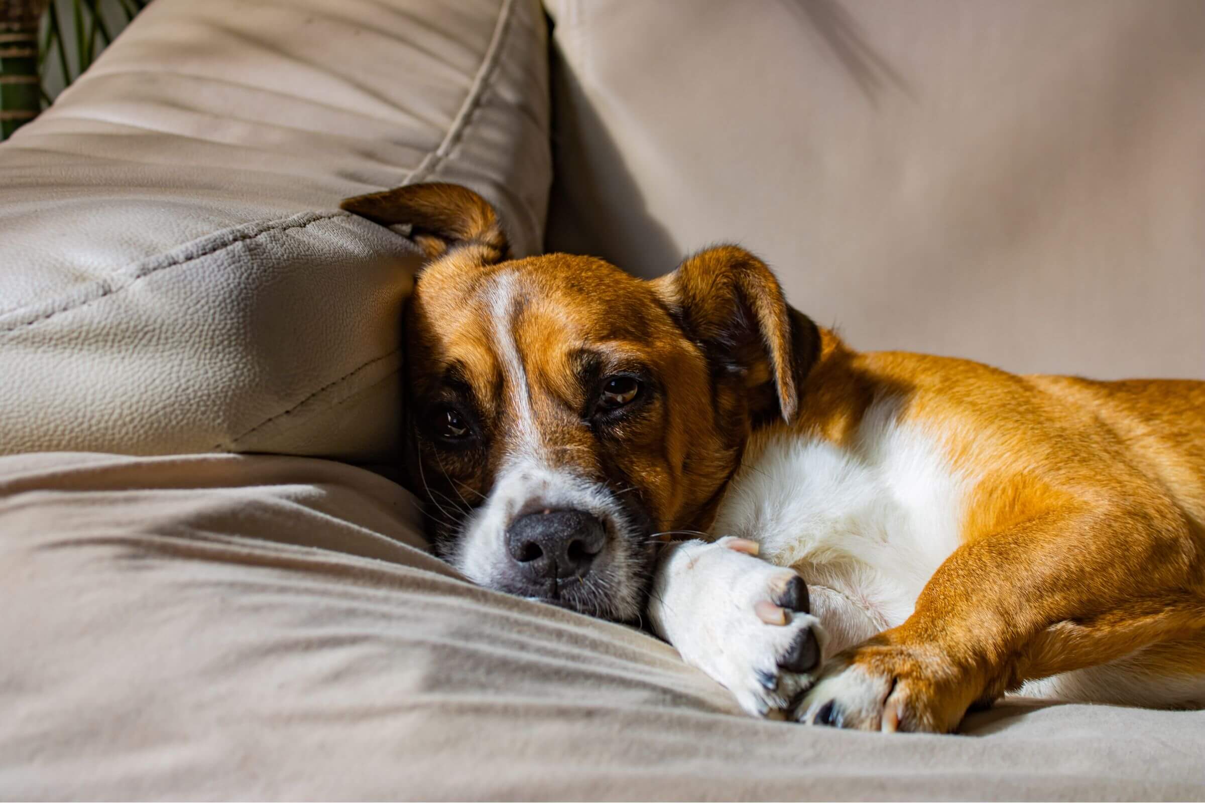 Por que o cachorro chora quando fica sozinho? clínica veterinária 24h