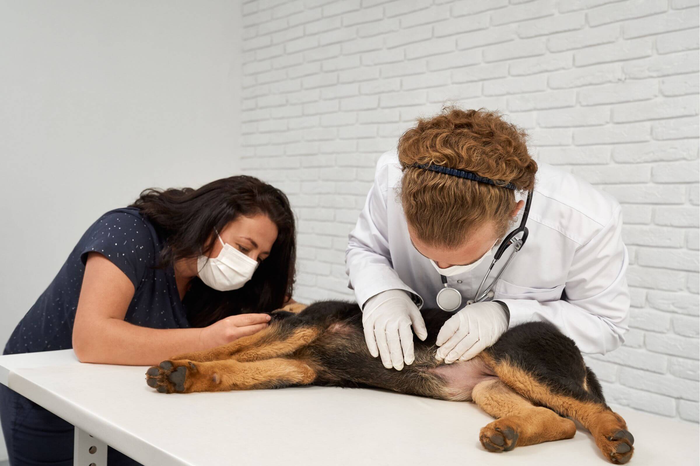Quando levar o cachorro no veterinário urgente? clínica veterinária 24h