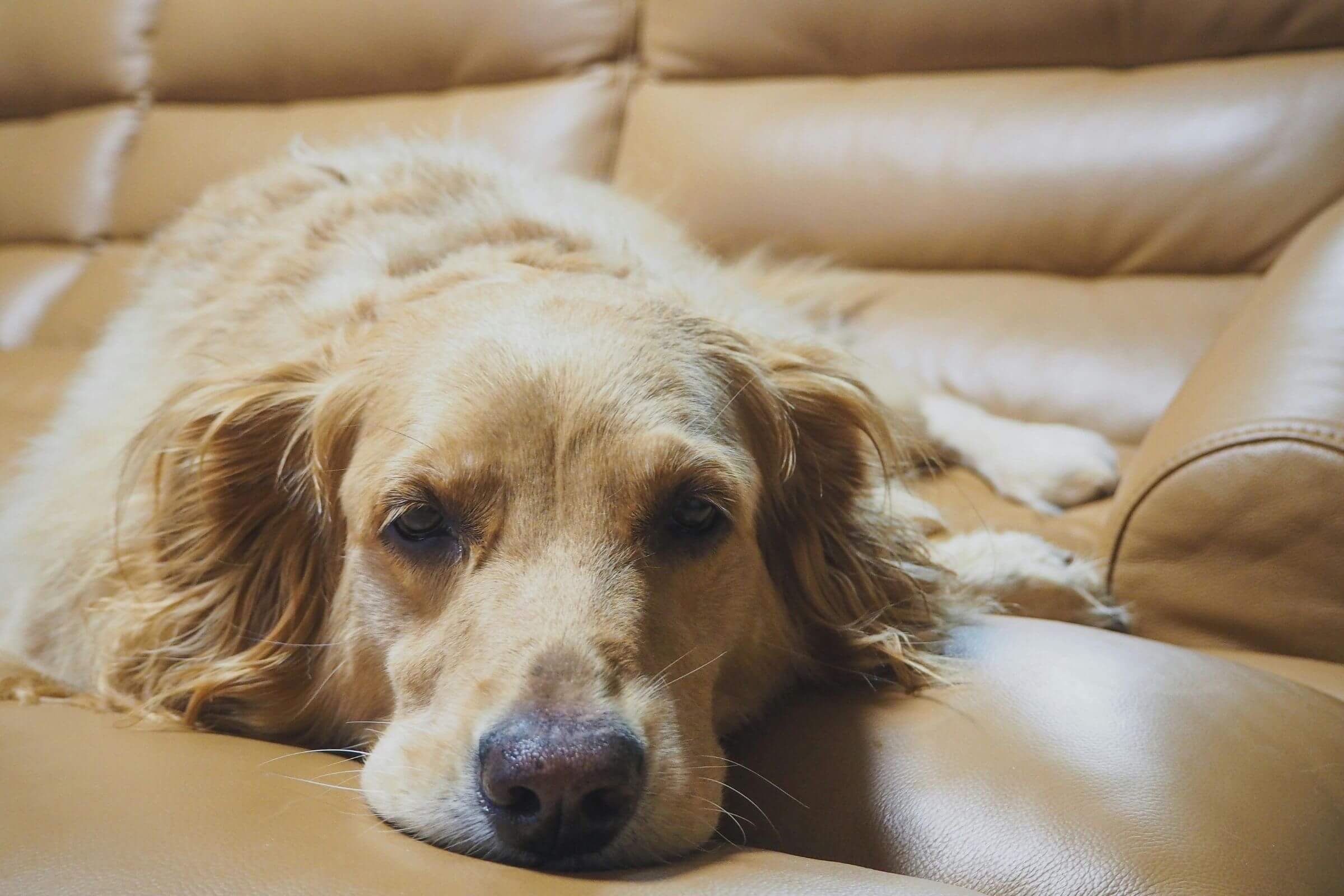 Cães com sopro podem fazer cirurgia? clínica veterinária 24h