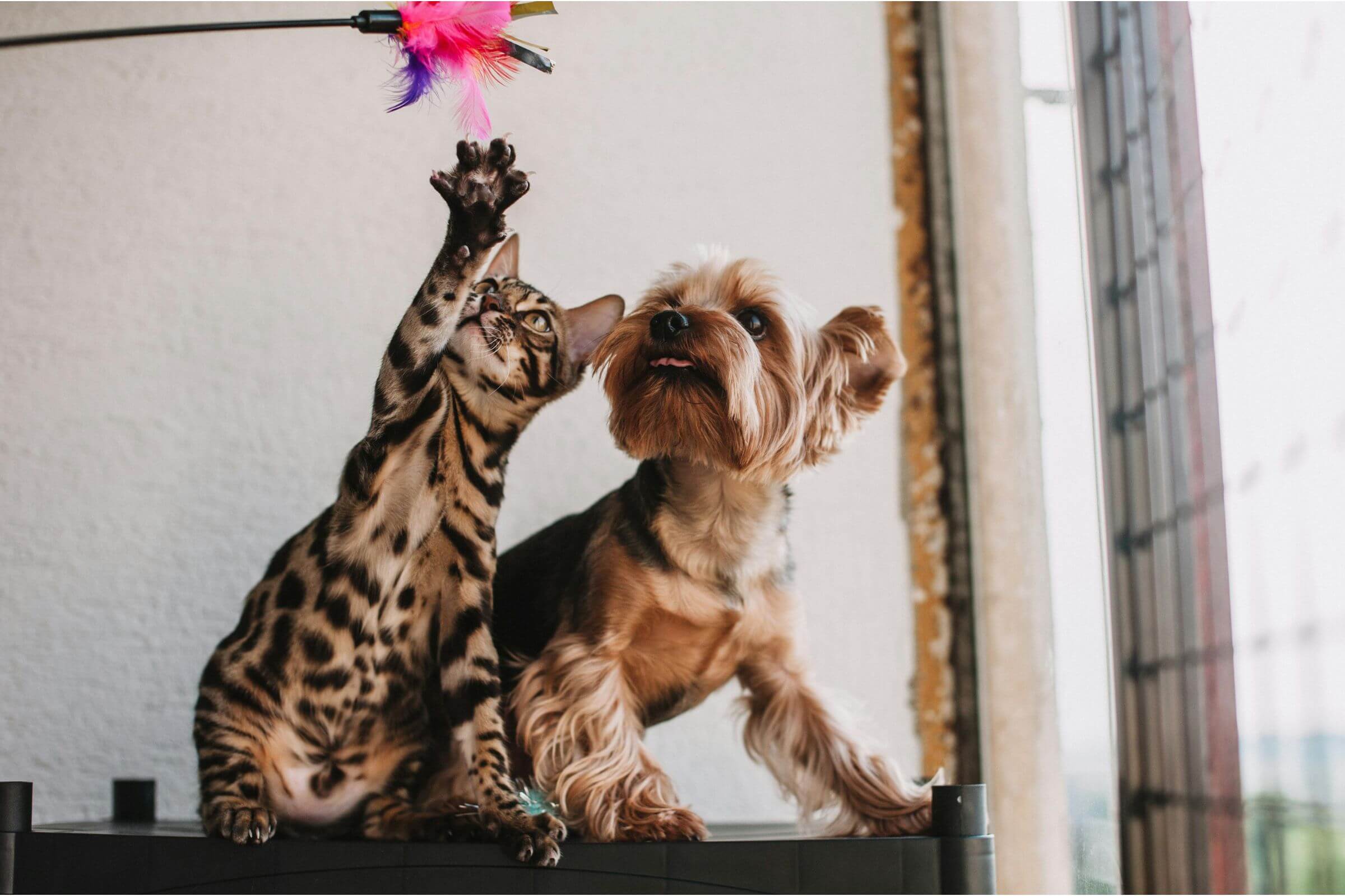 Cão e gato na mesma casa: cuidados e adaptações, clínica veterinária 24h