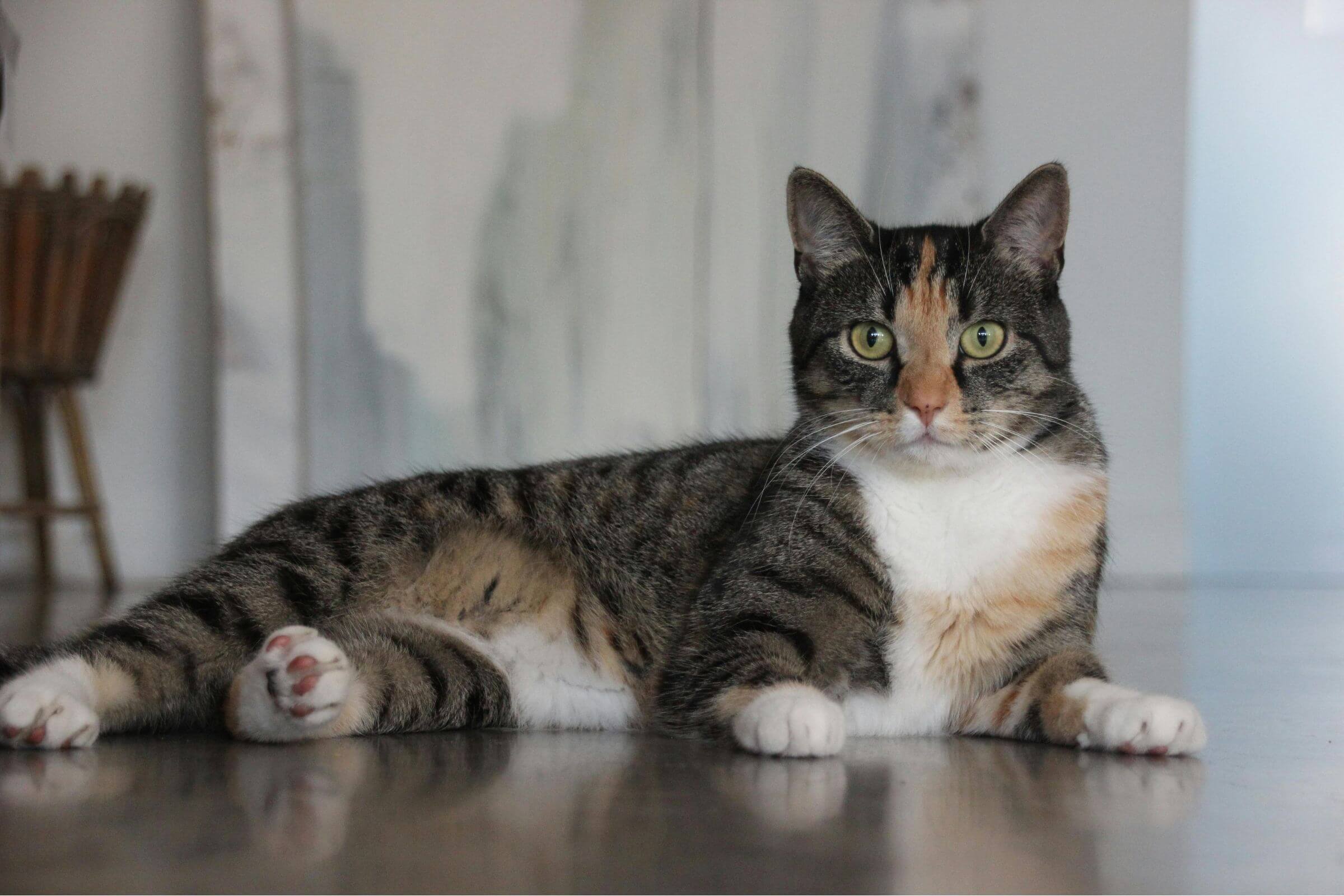 Pet castrado engorda mesmo? clínica veterinária 24h