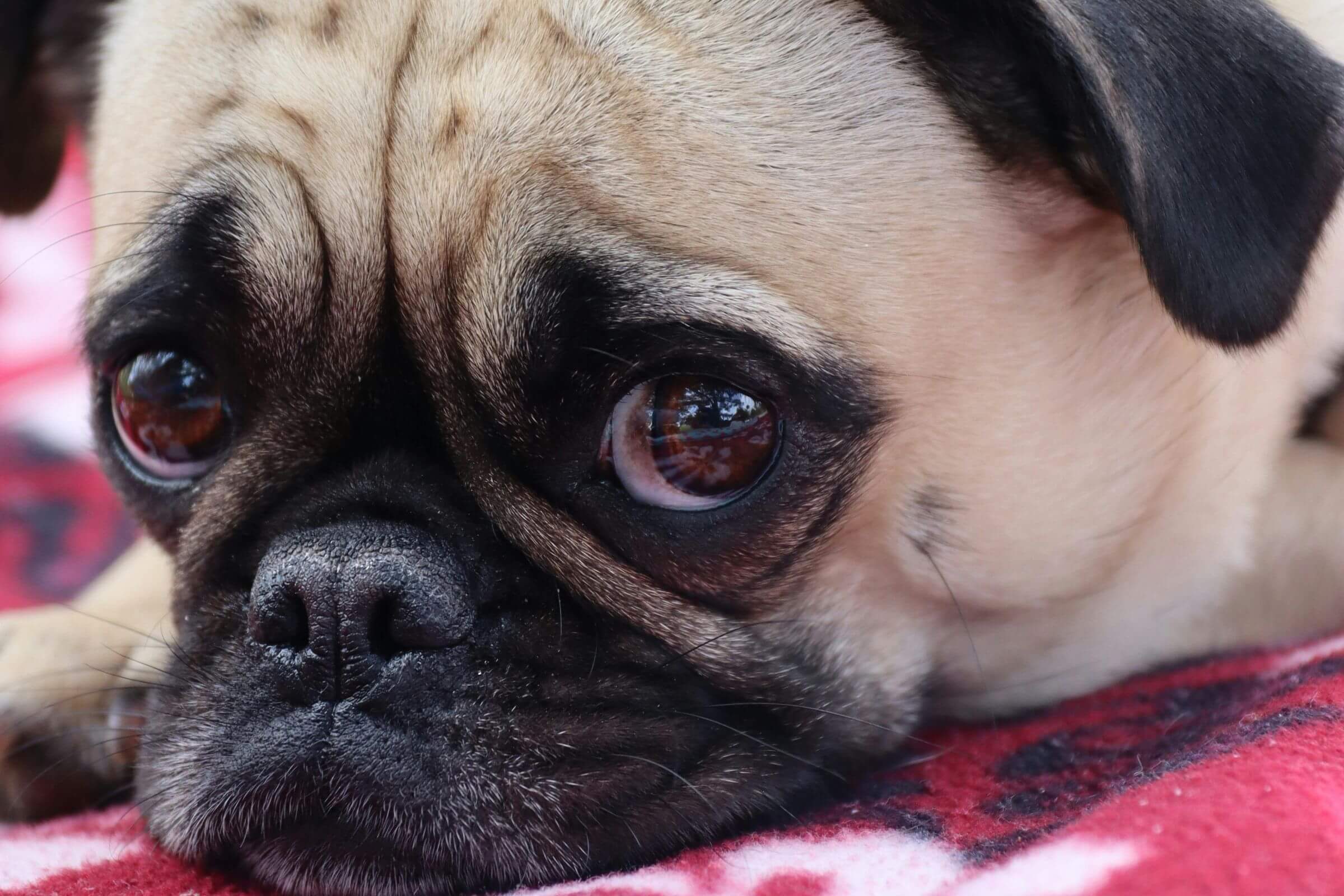 Catarata em cachorro tem cura? Como funciona a cirurgia? clínica veterinária 24h
