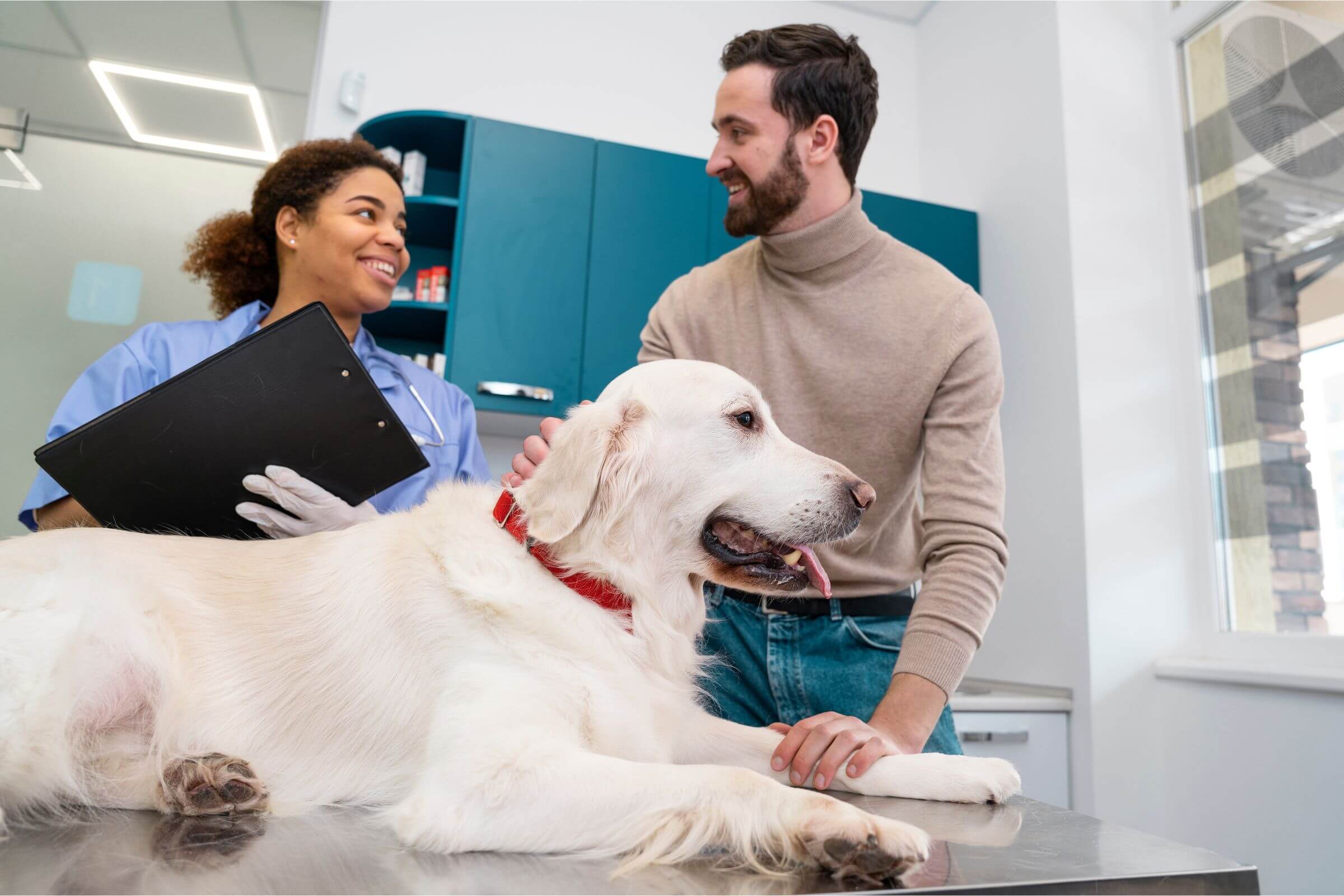 check up de cachorro: quando fazer? clínica veterinária 24h