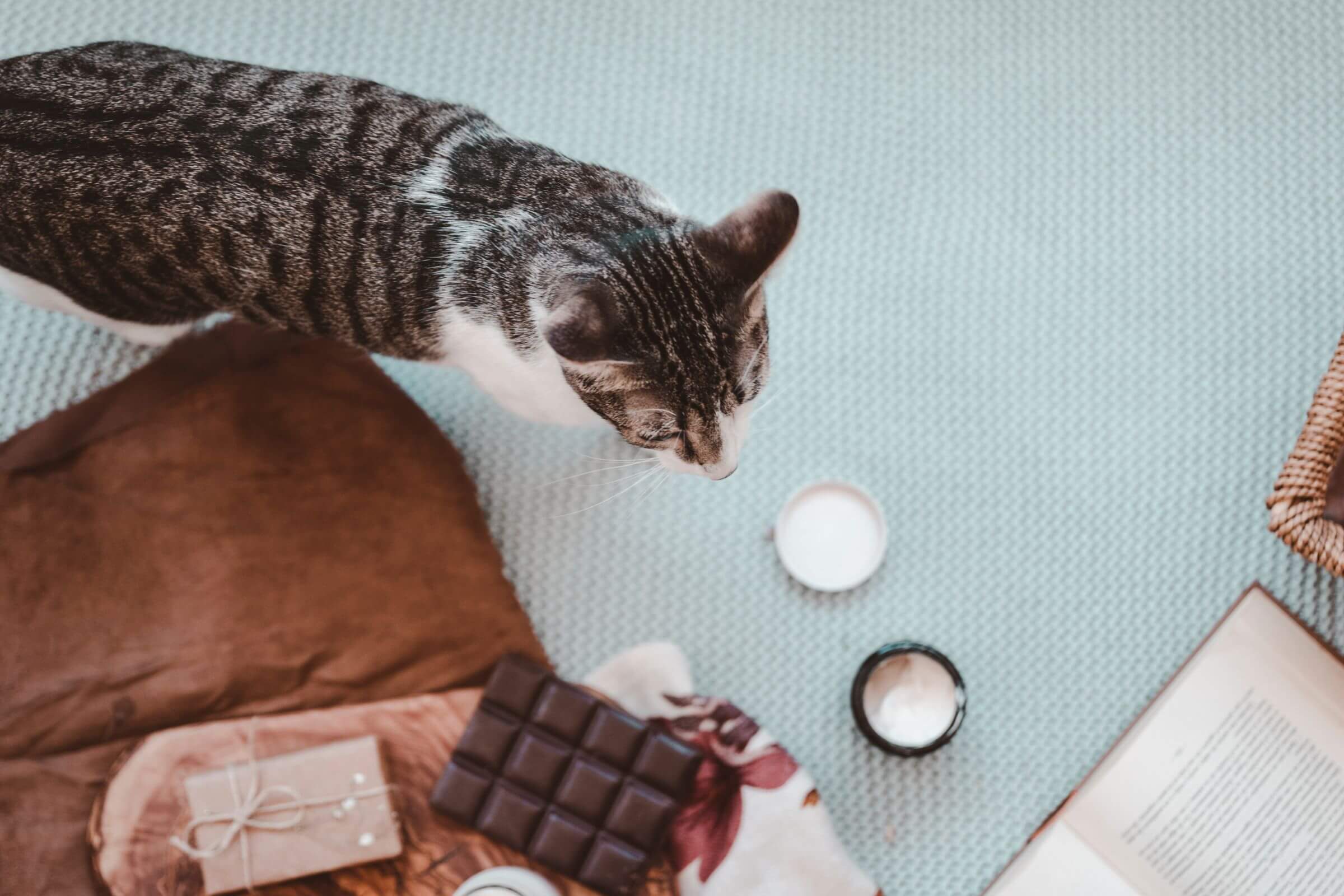 Chocolate para gatos: quais os riscos? clínica veterinária 24h