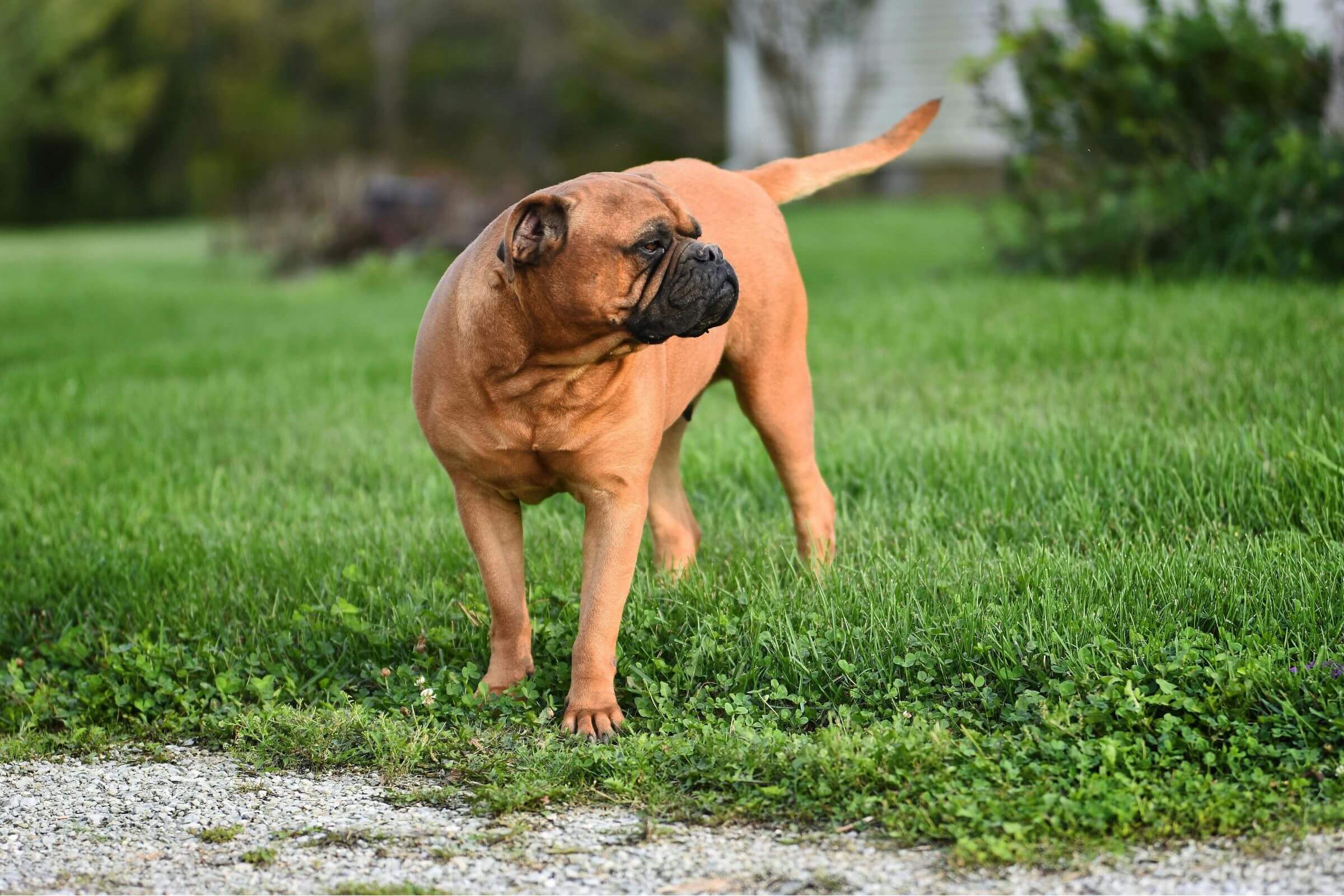 Meu cachorro está andando em círculos: pode ser neurológico? clínica veterinária 24h