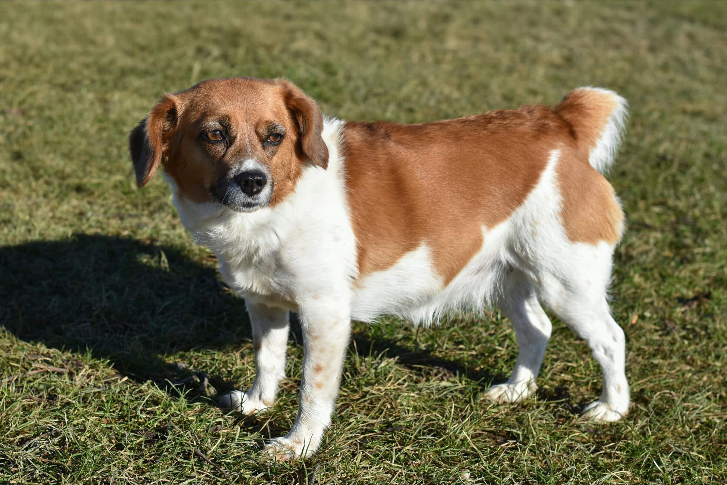 Meu pet anda em círculos e parece perdido: pode ser neurológico? clínica veterinária 24h