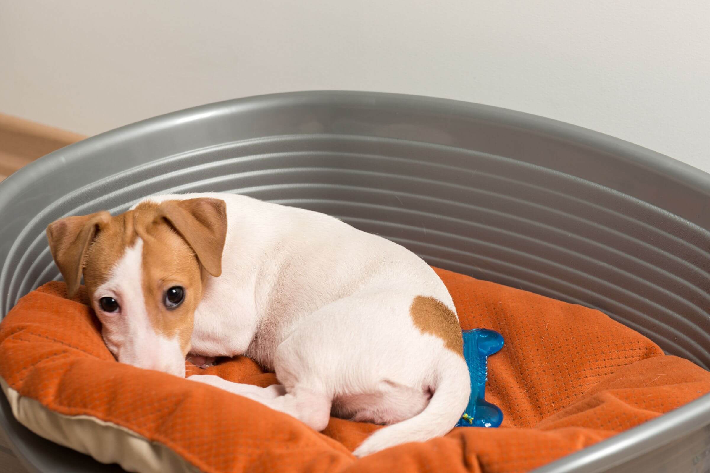 Cistite em pets: como aliviar os sintomas? clínica veterinária 24h