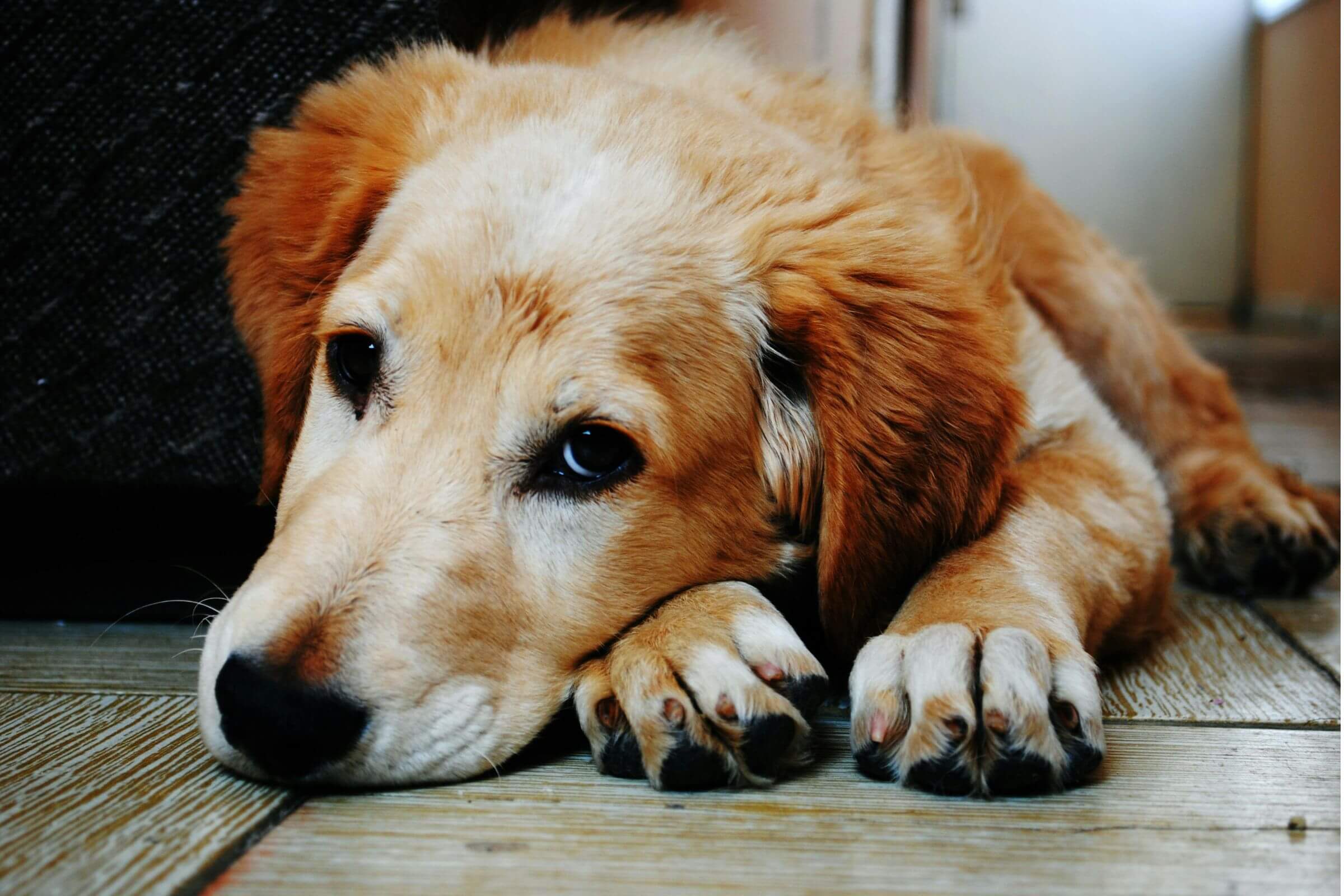 Hérnia de disco em cães: tem cura? clínica veterinária 24h