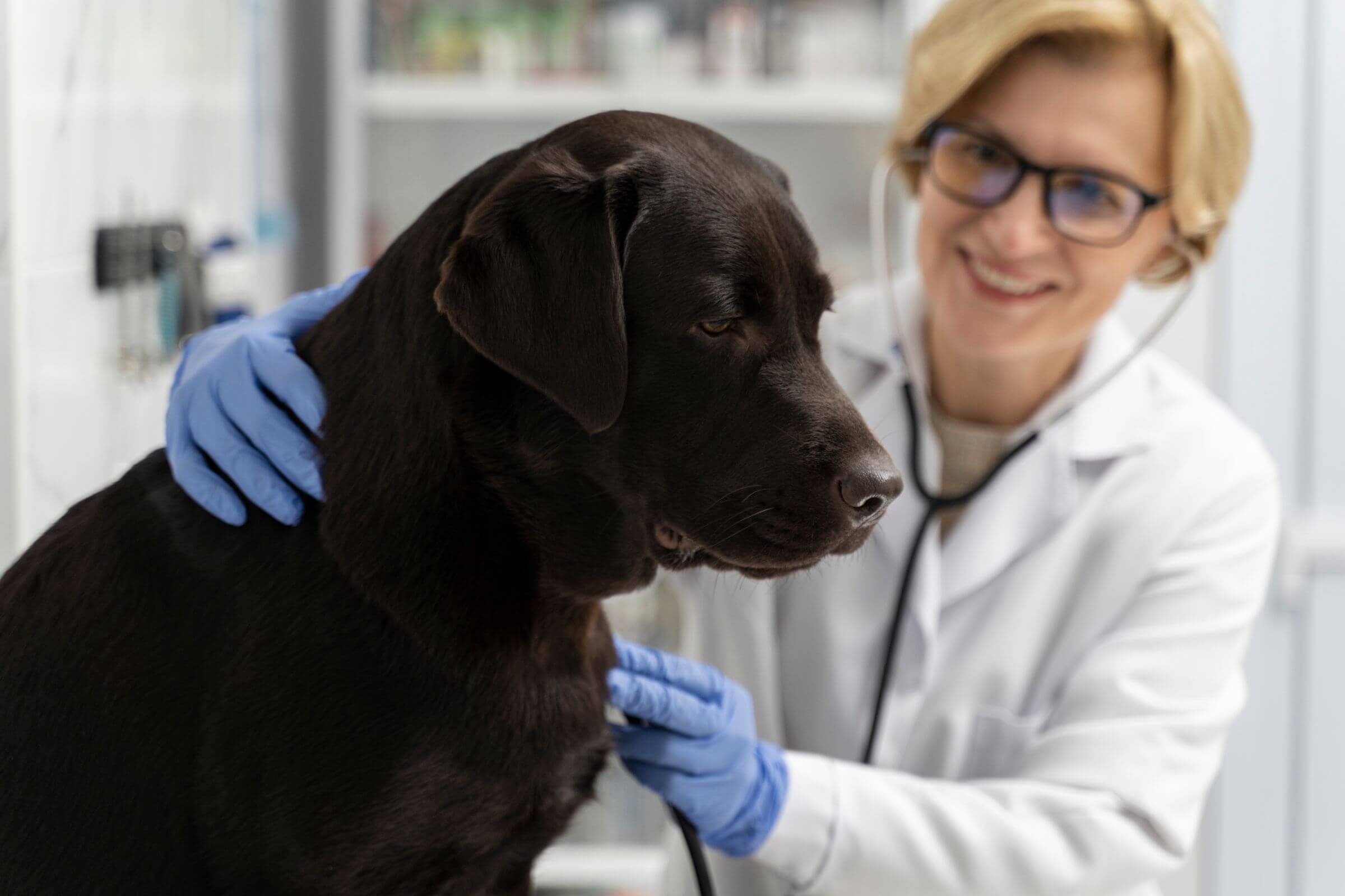 Coração dilatado em cães: o que isso significa? clínica veterinária 24h