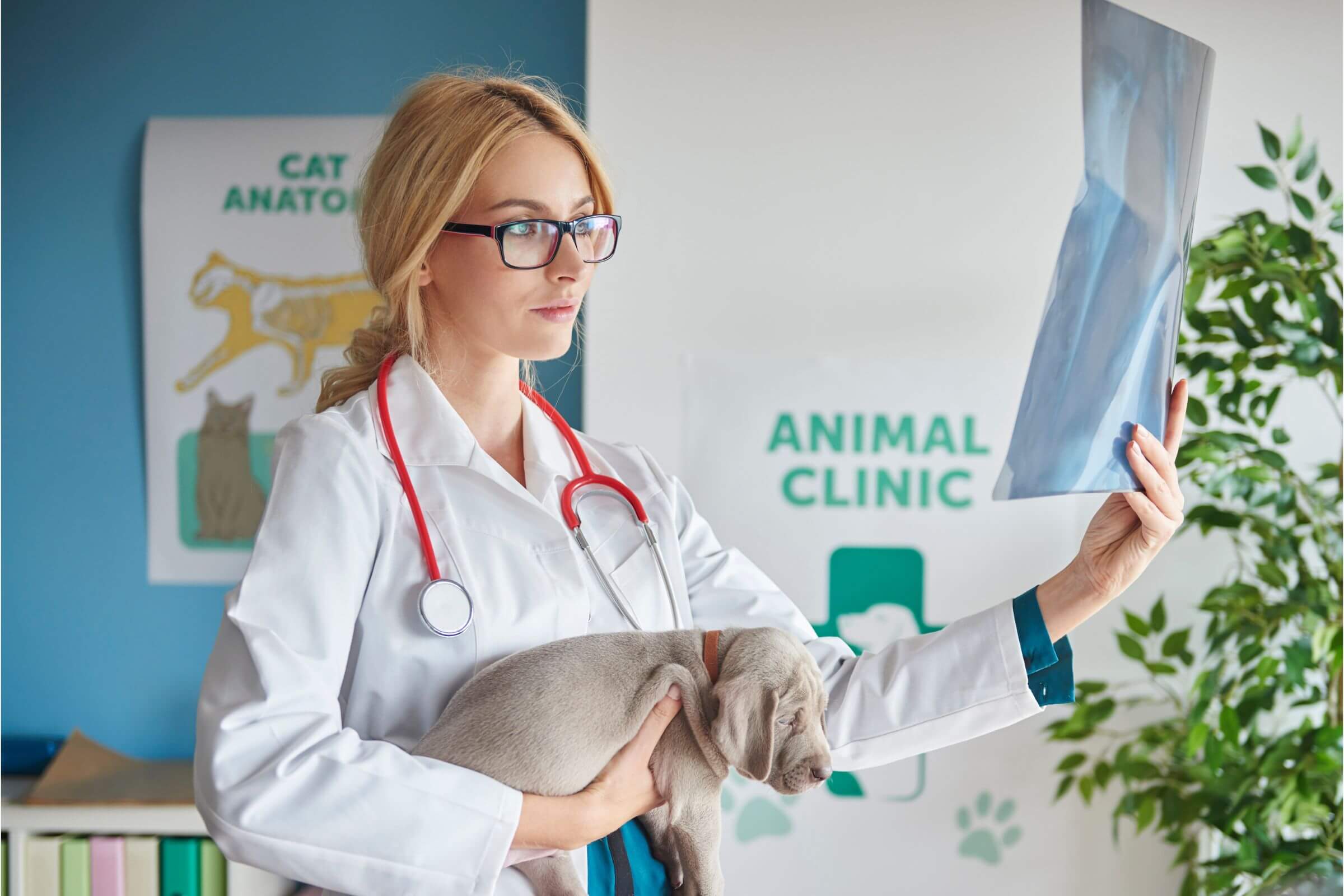 Coração grande no raio-x: o que isso quer dizer? clínica veterinária 24h