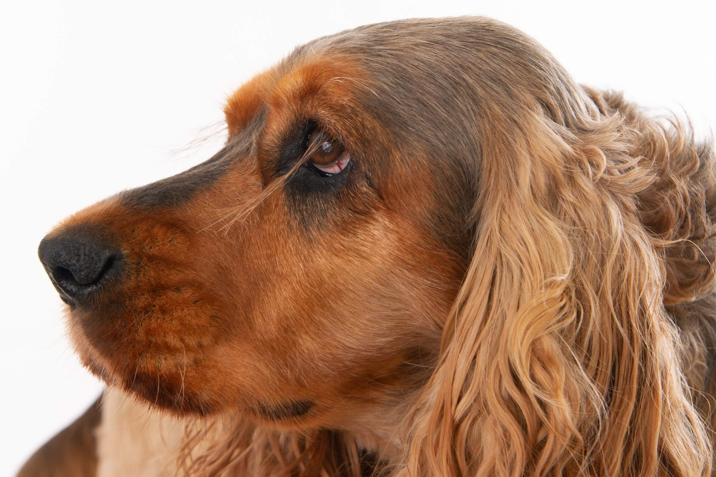 Úlcera de córnea em pets: como identificar e tratar? clínica veterinária 24h