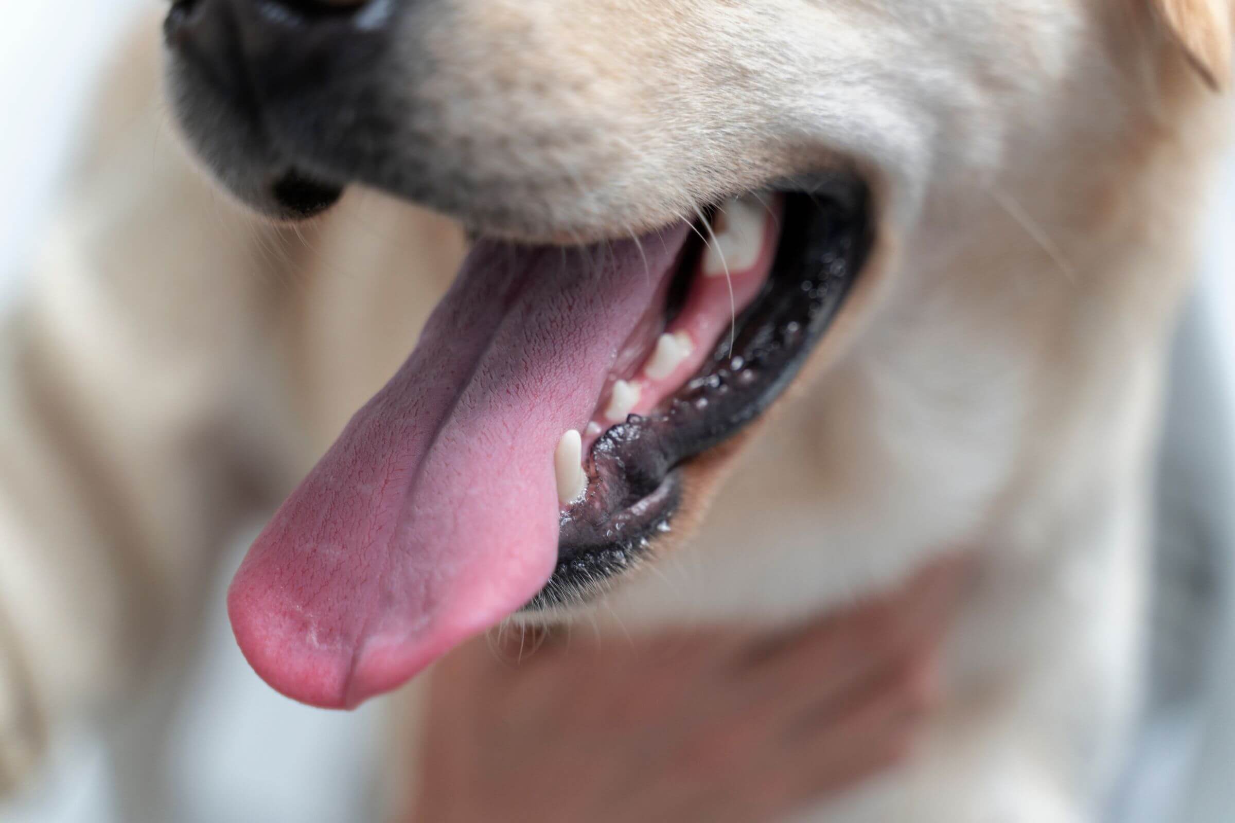 Dente mole em cachorro: o que fazer? clínica veterinária 24h