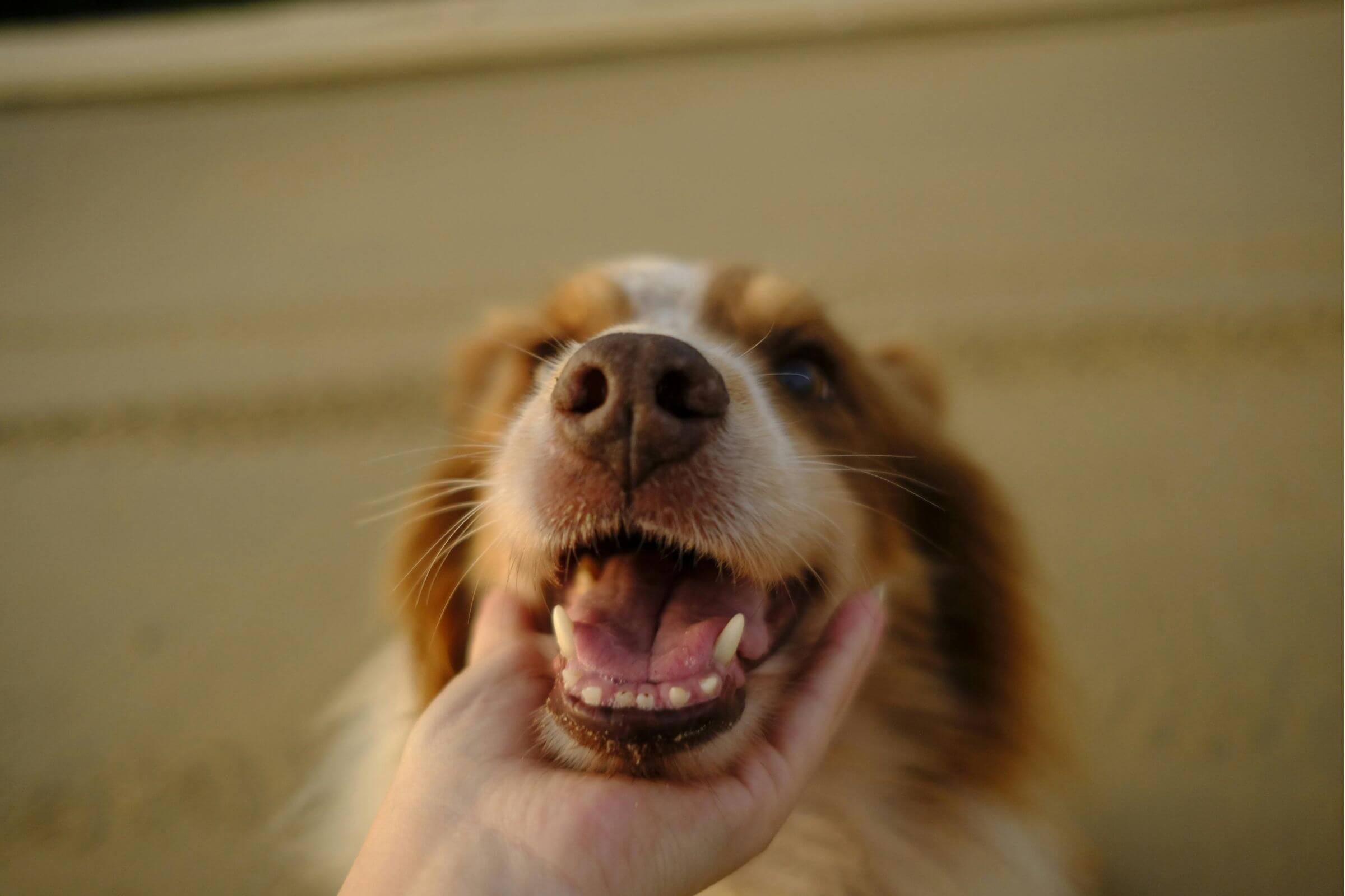 Escovar os dentes do meu cachorro: importância e cuidados