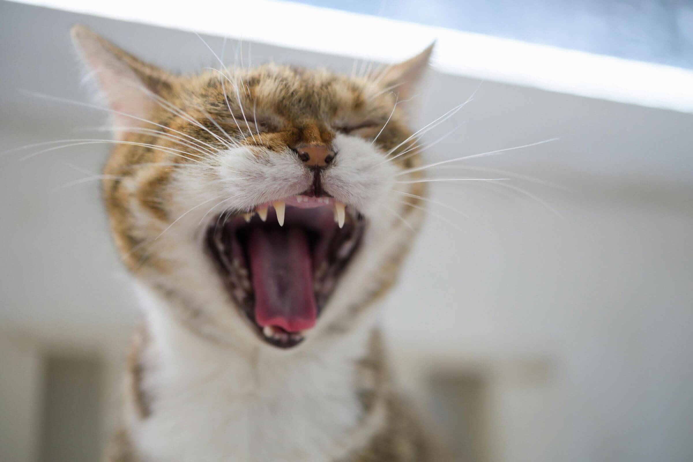 Escovar dente de gato: importância e cuidados, clínica veterinária 24h
