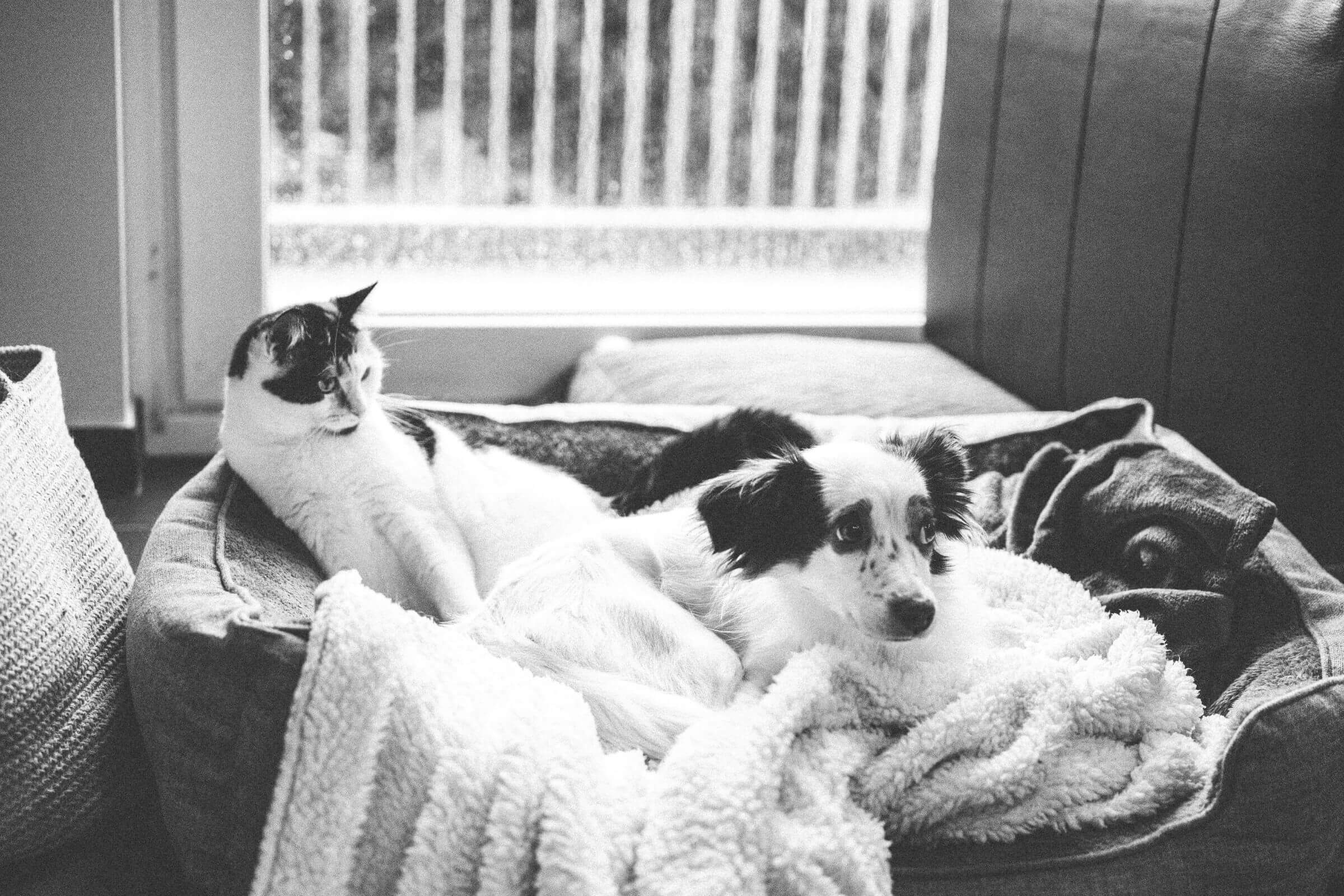 Depressão em cães e gatos: isso existe mesmo? clínica veterinária 24h