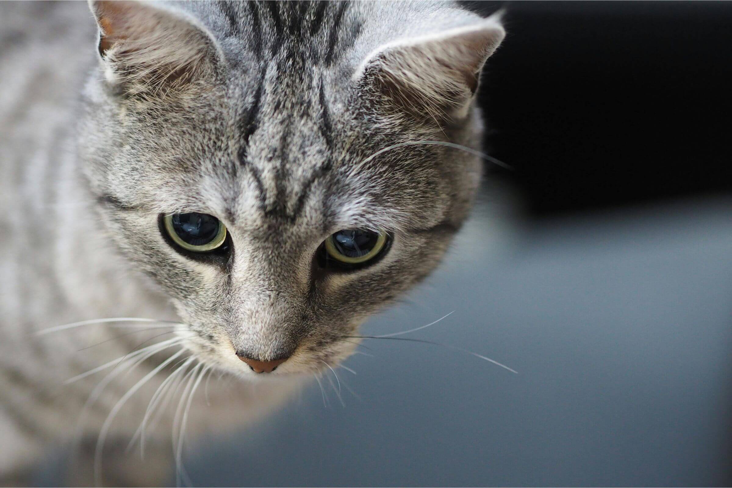 gato com diarreia: O que pode ser?