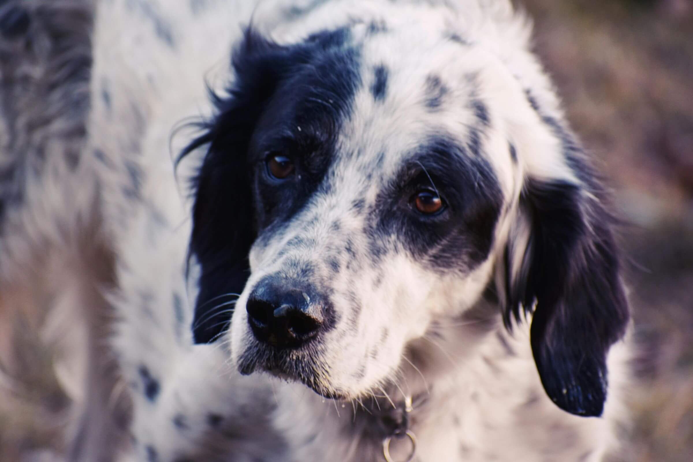 Cachorro com diarreia: O que pode ser? clínica veterinária 24h