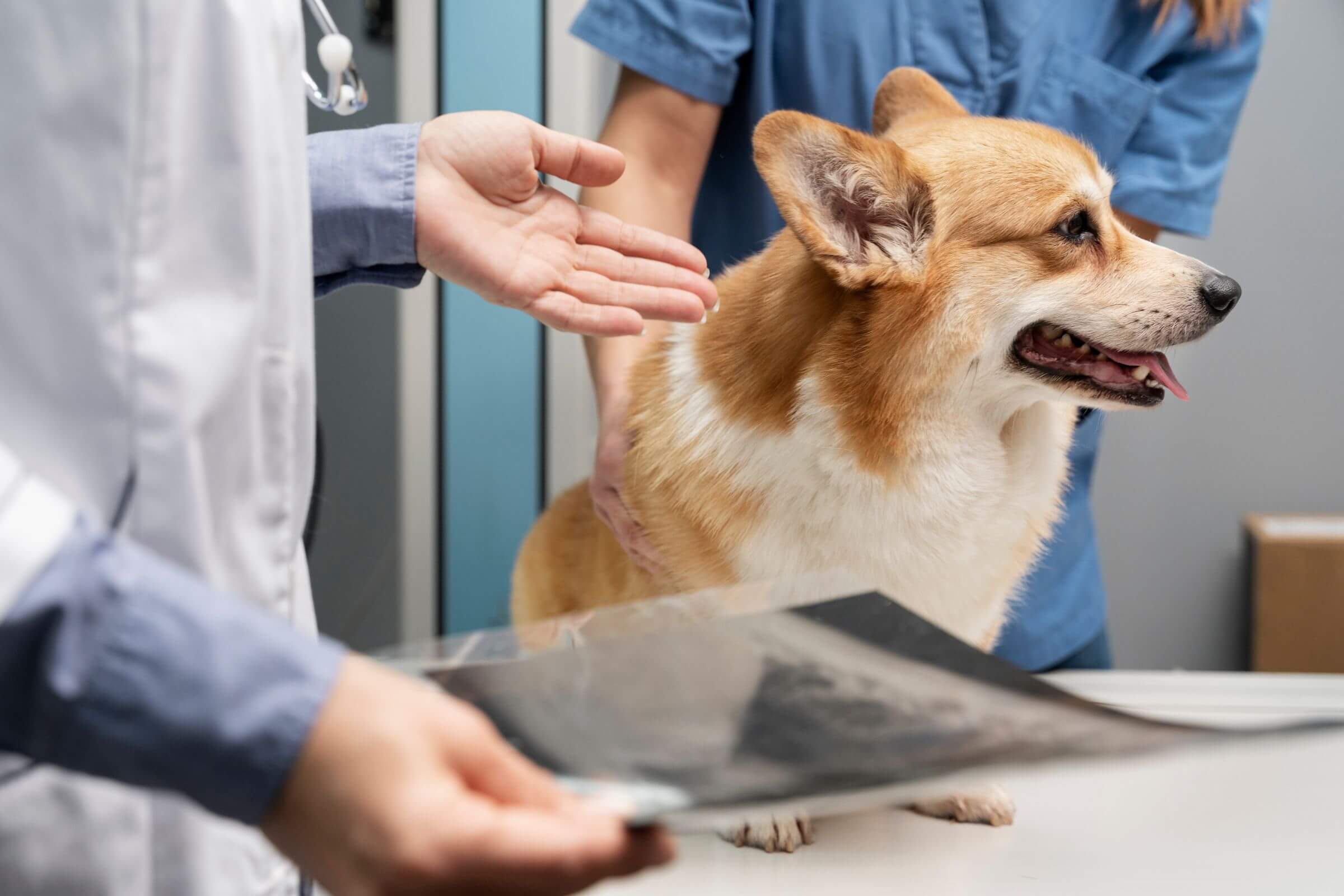 Doença do disco intervertebral: o que é isso? clínica veterinária 24h