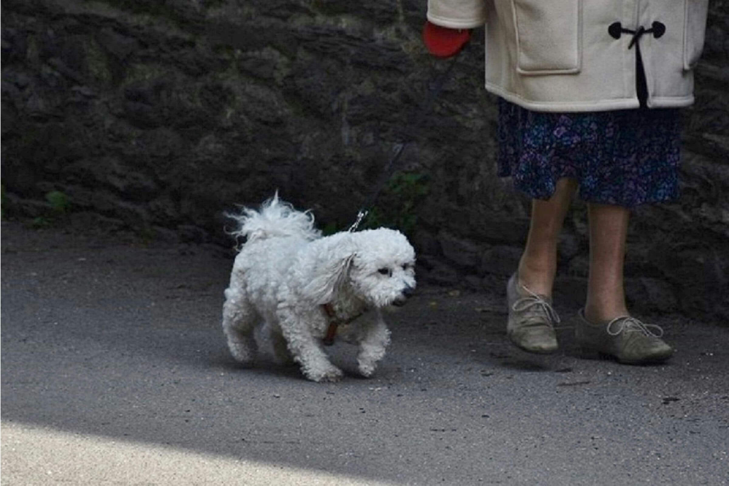 Como proteger meu pet de doenças de rua? clínica veterinária 24h