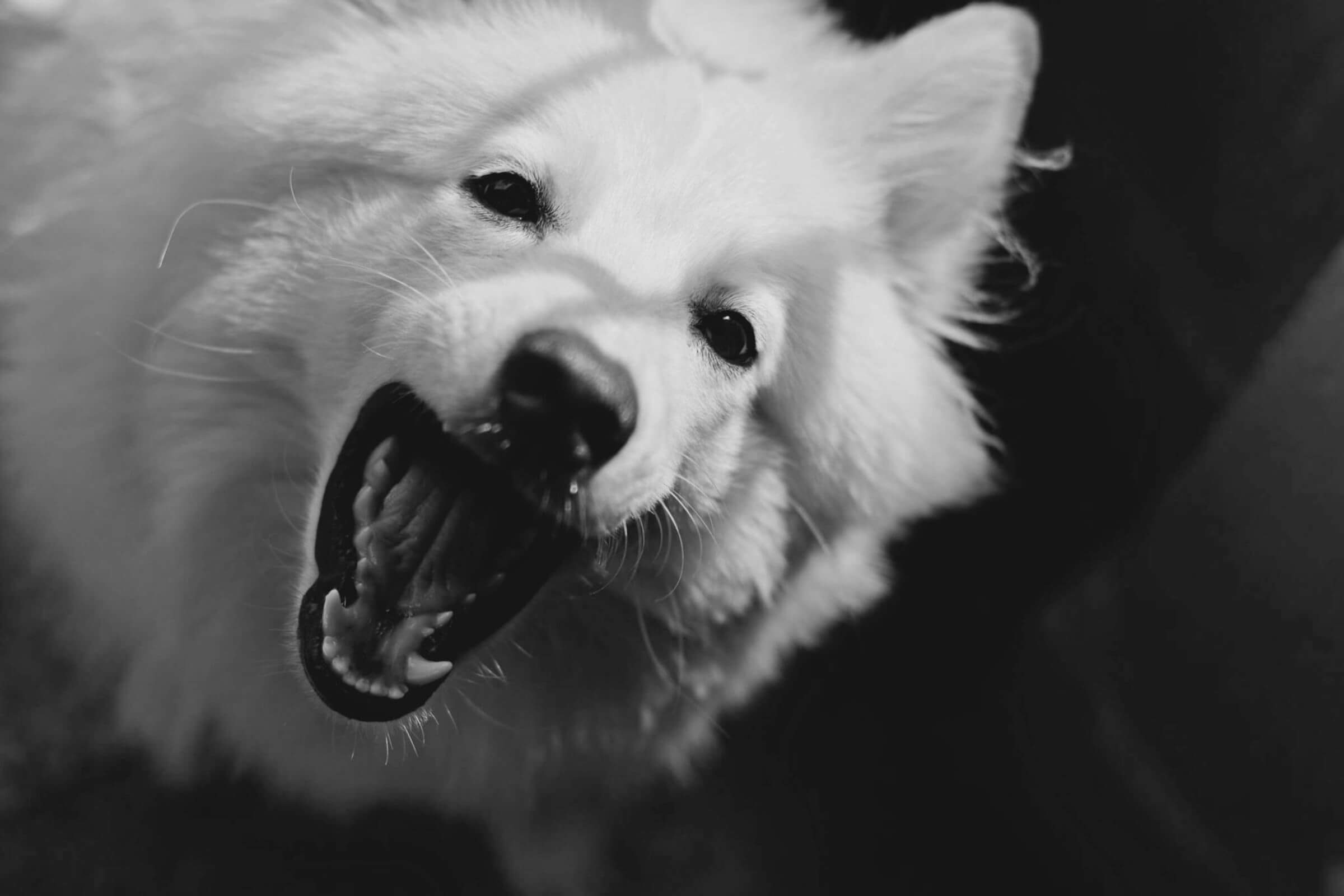 Meu pet parou de comer por dor nos dentes? clínica veterinária 24h