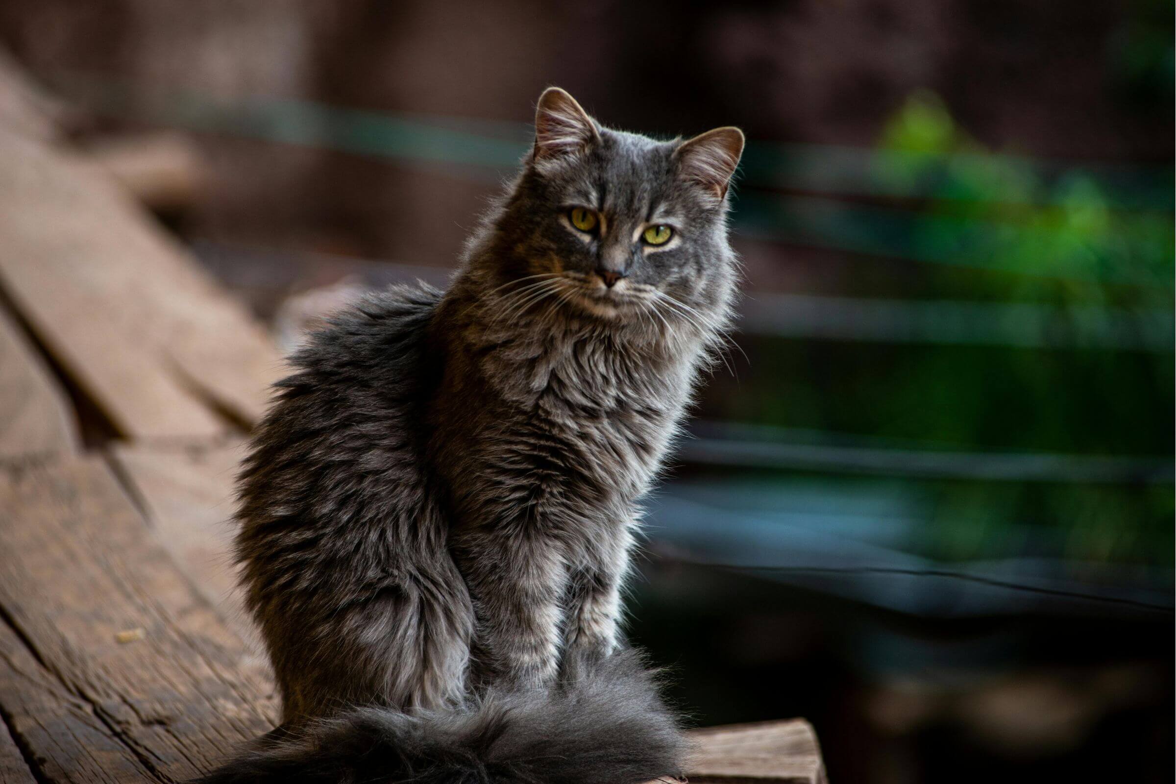 É verdade que gato não demonstra dor? clínica veterinária 24h