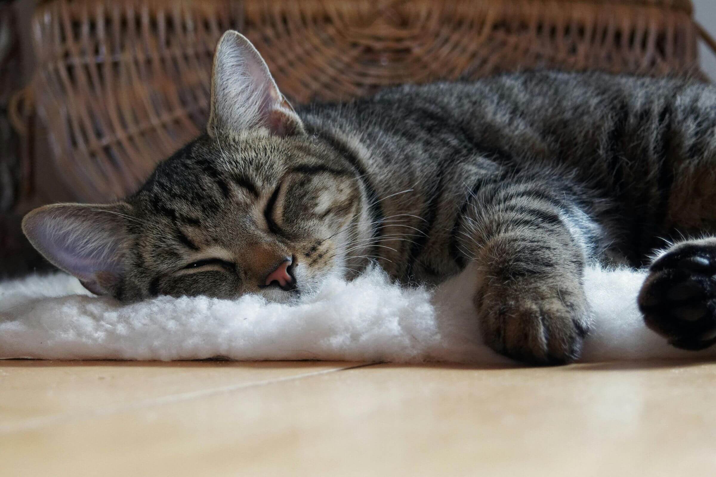 Meu gato dorme muito: o que pode ser? clínica veterinária 24h