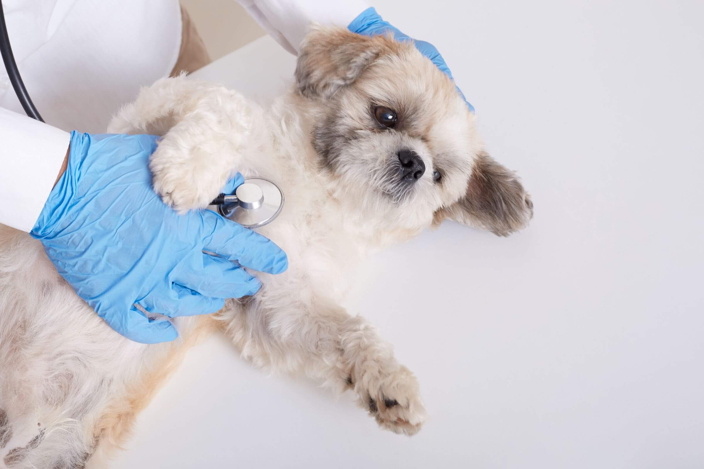 Quando o pet precisa de ecocardiograma? clínica veterinária 24h