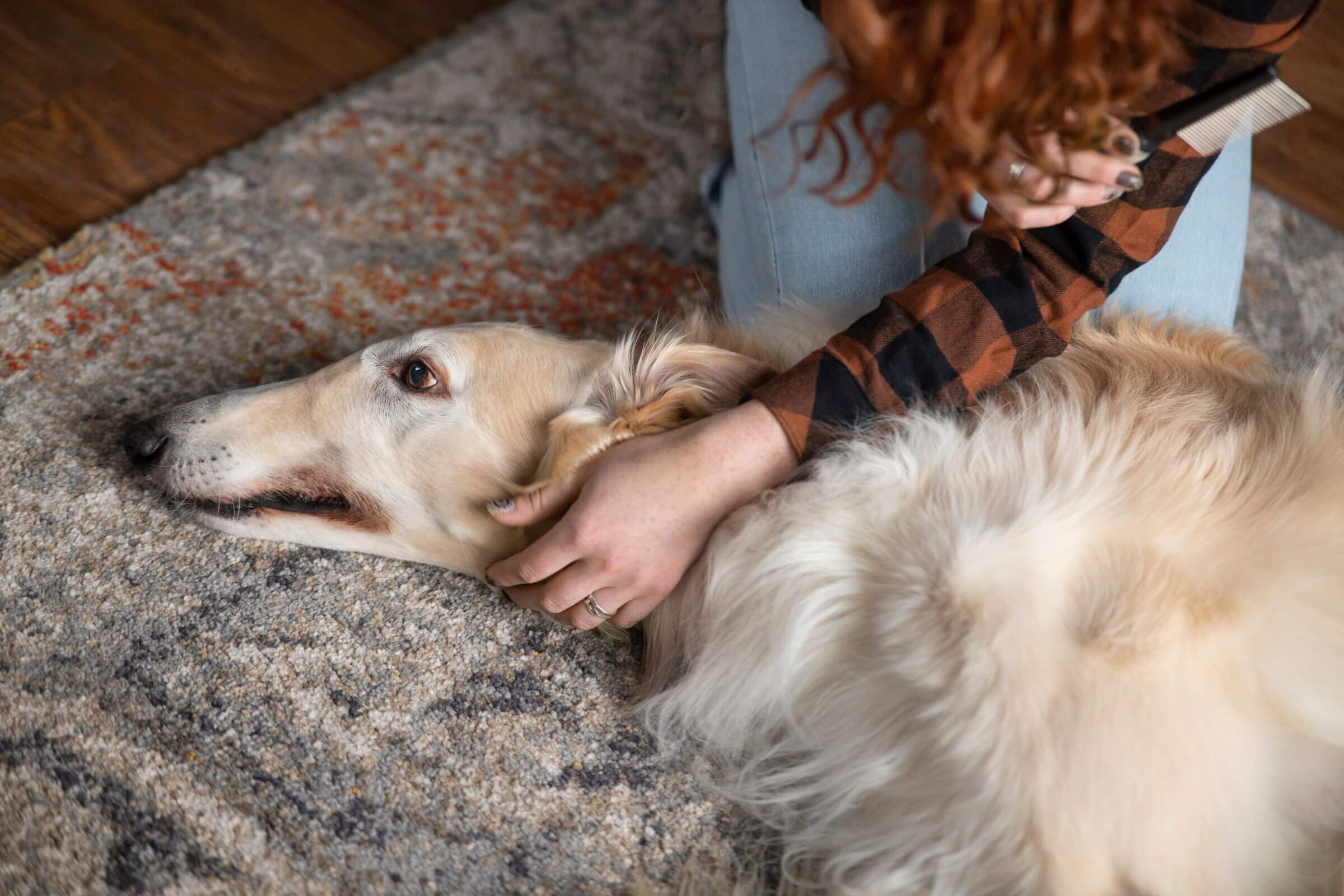 Epilepsia em pets: como identificar e tratar? clínica veterinária 24h