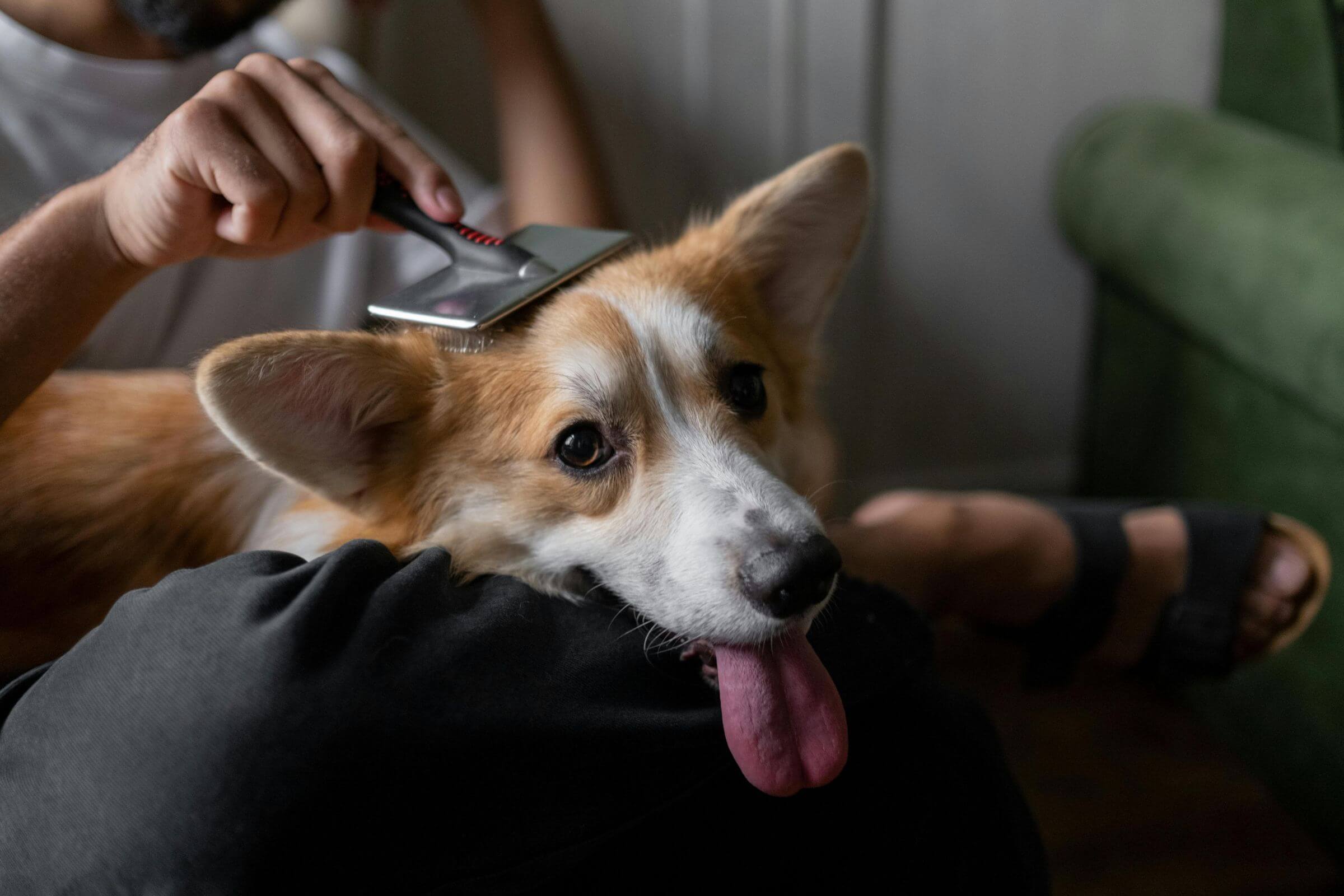 Qual escova é ideal para cada tipo de pelagem? clínica veterinária 24h