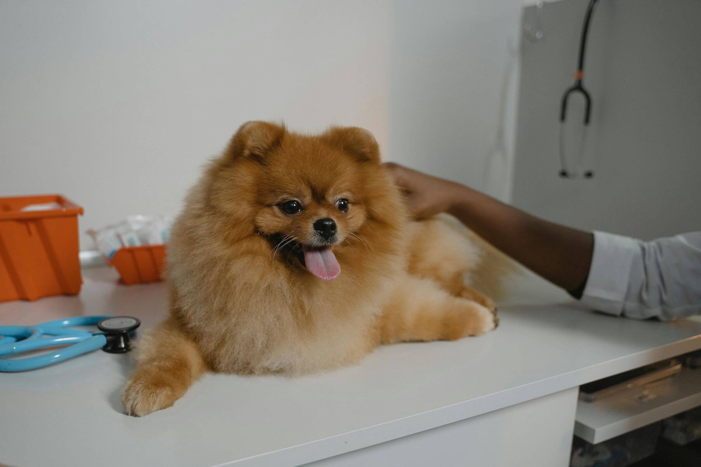 Quando o pet precisa mesmo de um especialista? clínica veterinária 24h