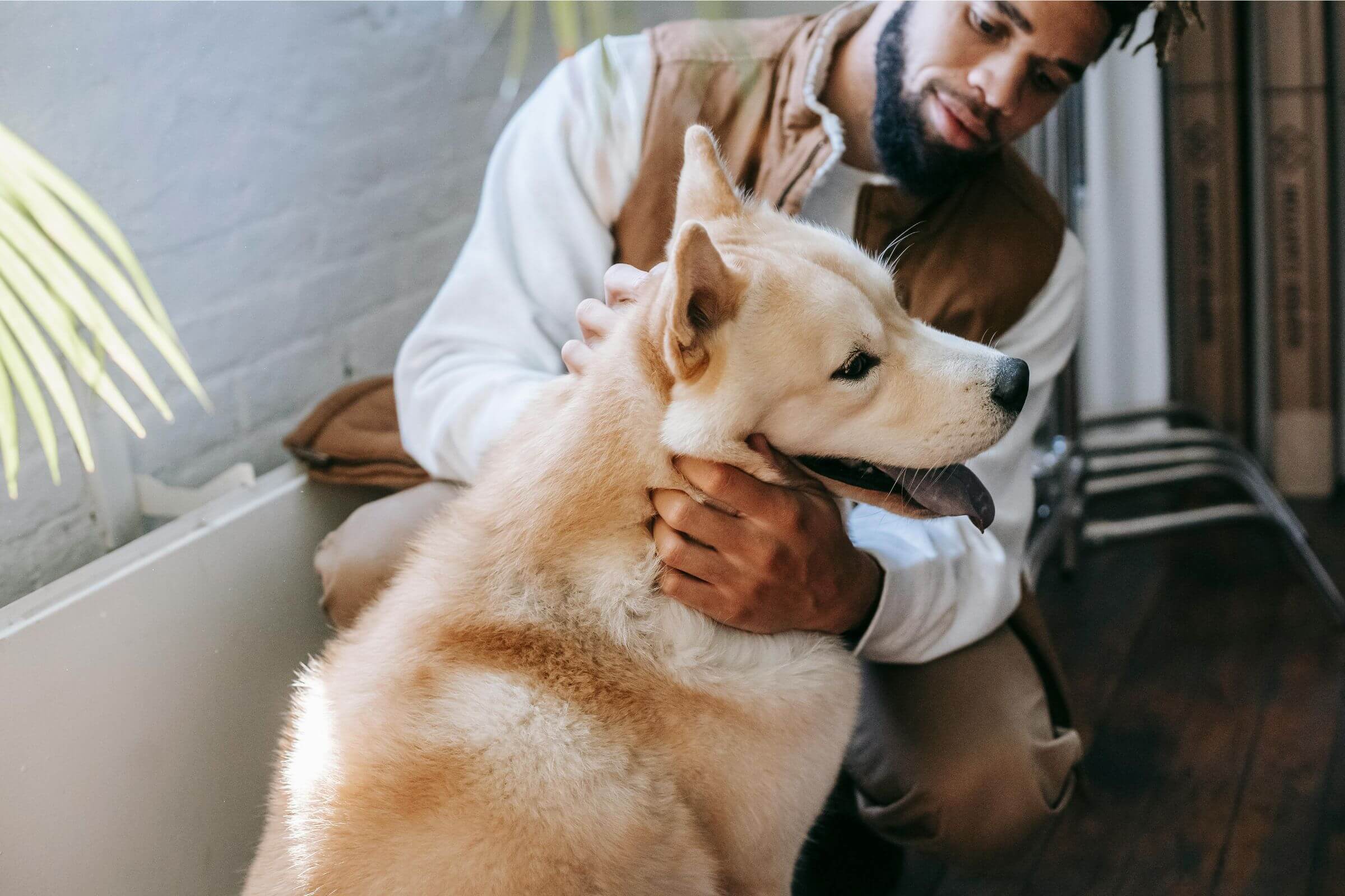 Dicas para prevenir acidentes domésticos com pets, clínica veterinária 24h