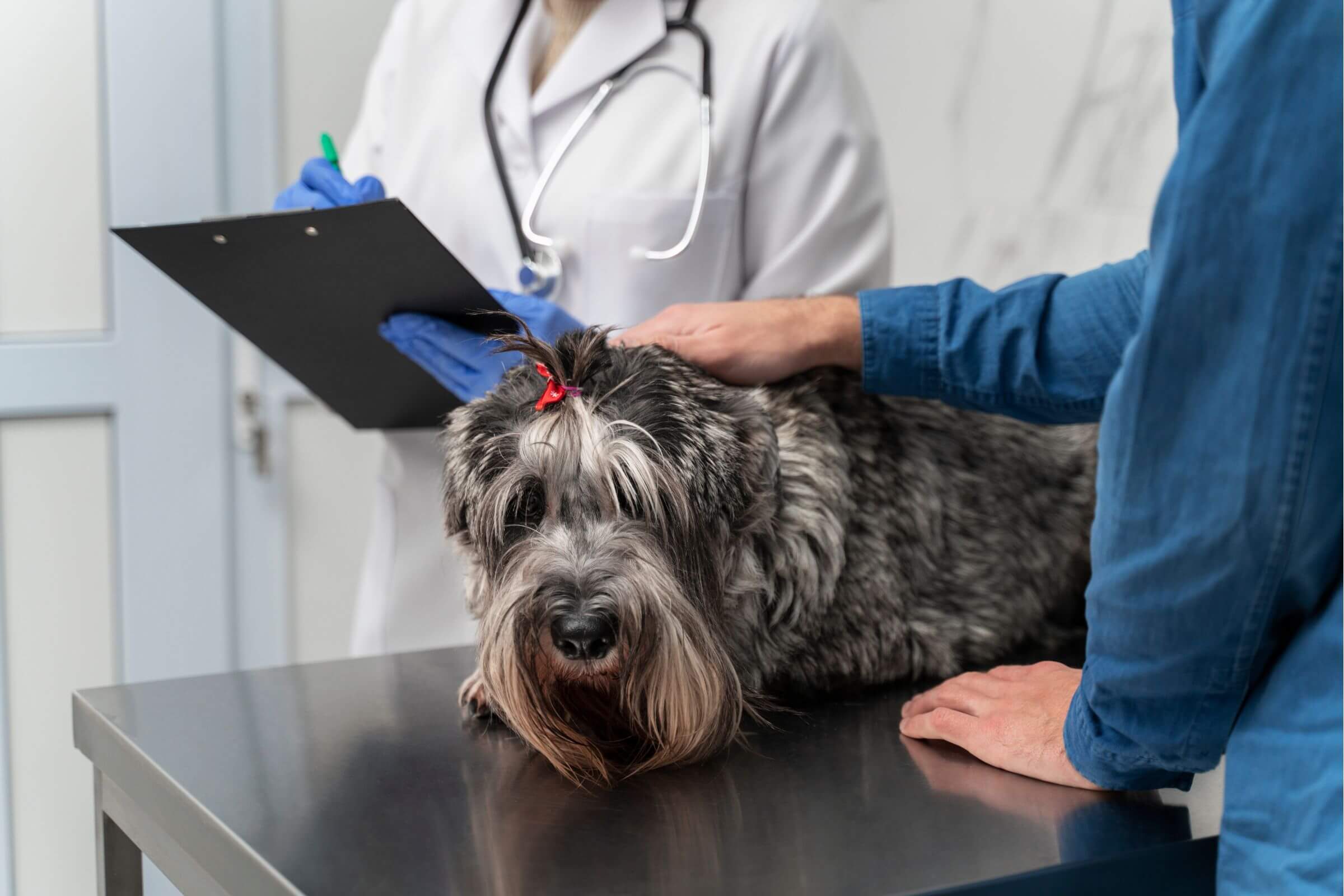 Quando fazer exames hormonais no pet? clínica veterinária 24h