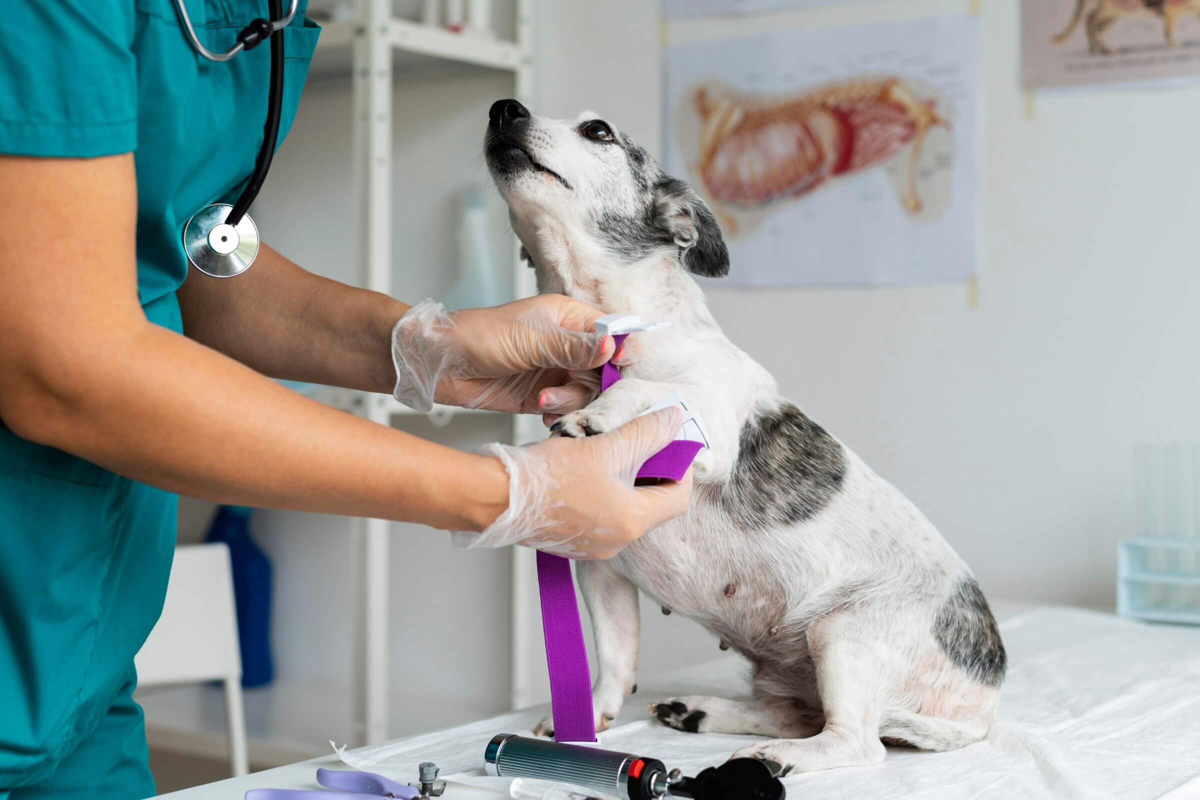 Diabetes em pets: como identificar e tratar, clínica veterinária 24h