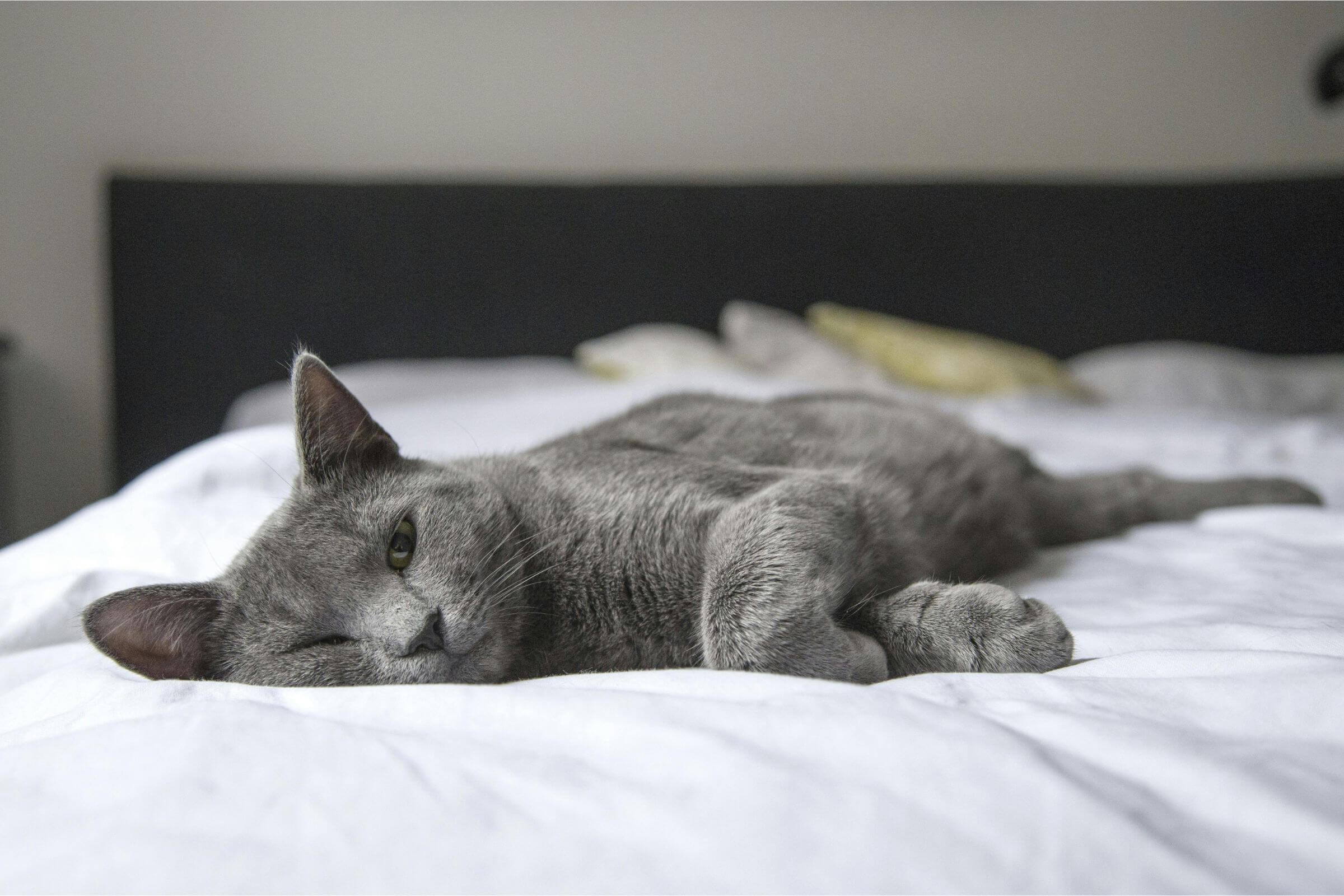 FelV em gatos: Entenda tudo sobre, clínica veterinária 24h