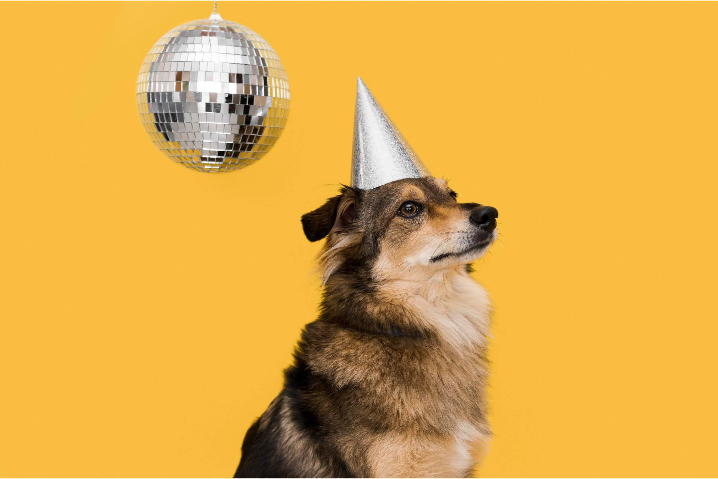 Cuidados com pets em festas de fim de ano, clínica veterinária 24h